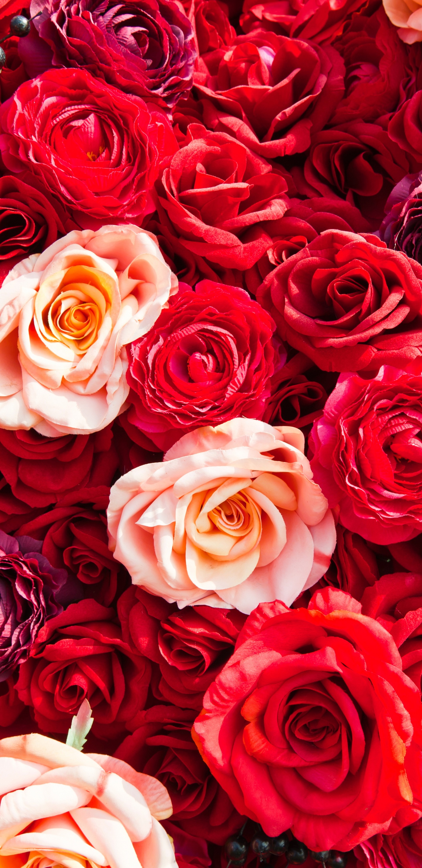 Bouquet de Roses Rouges et Blanches. Wallpaper in 1440x2960 Resolution