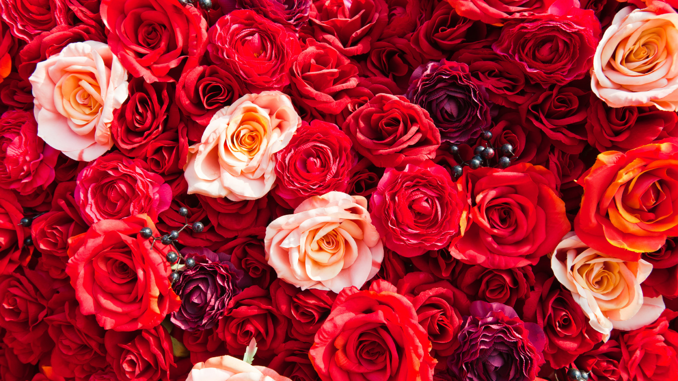 Roter Und Weißer Rosenstrauß. Wallpaper in 1366x768 Resolution