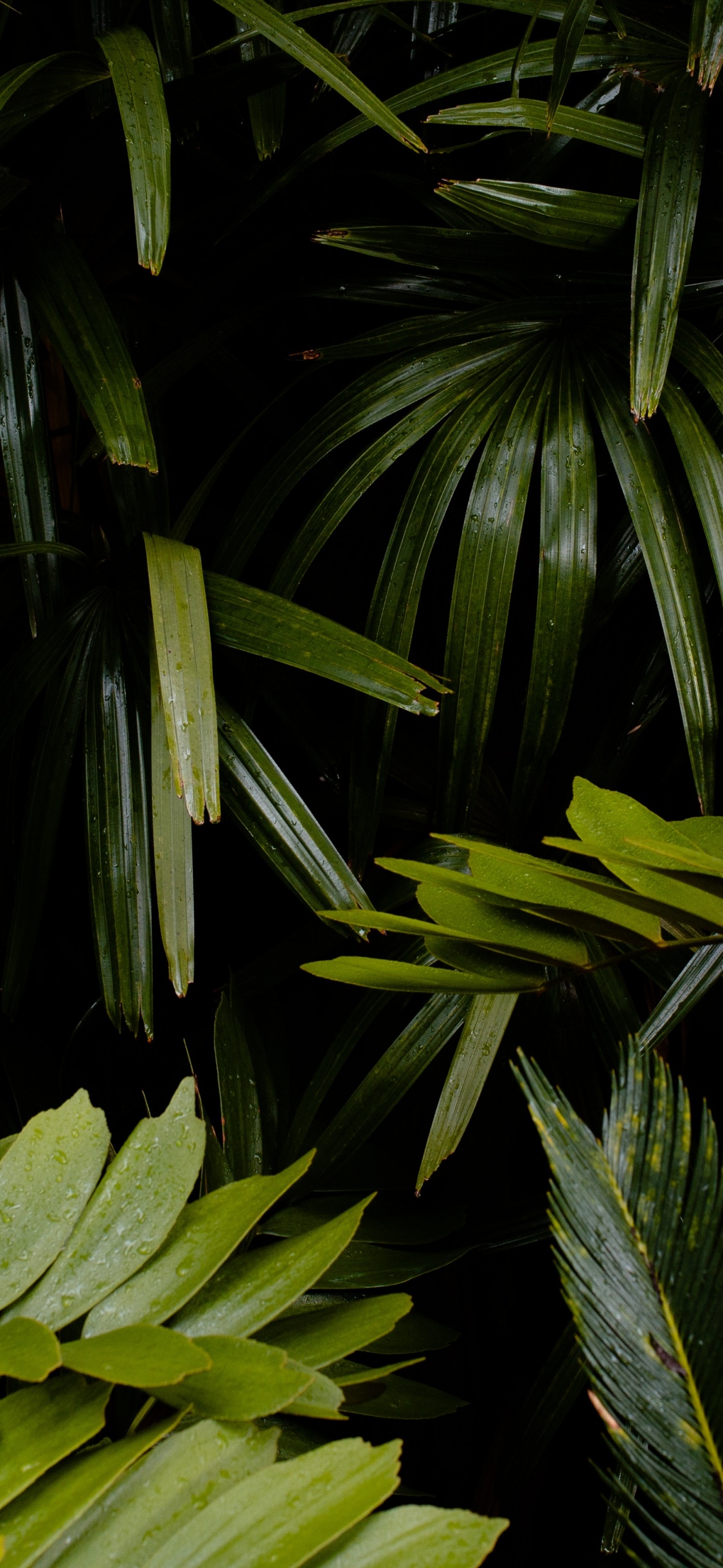 Vegetation, Terrestrische Pflanzen, Blatt, Natürlichen Umgebung, Baum. Wallpaper in 1125x2436 Resolution