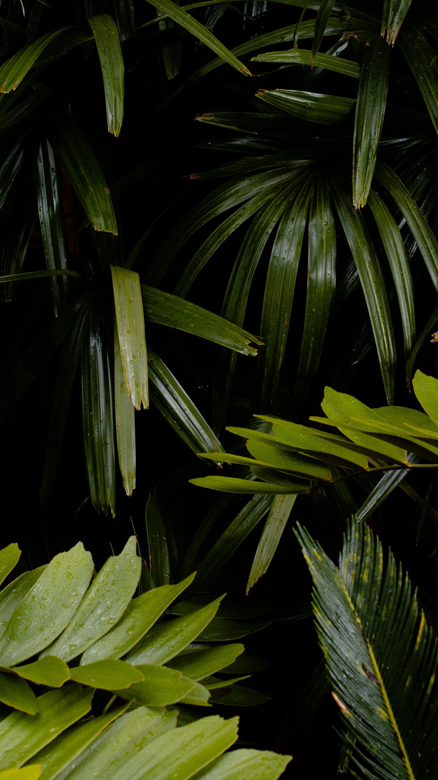 Vegetation, Terrestrische Pflanzen, Blatt, Natürlichen Umgebung, Baum. Wallpaper in 1440x2560 Resolution