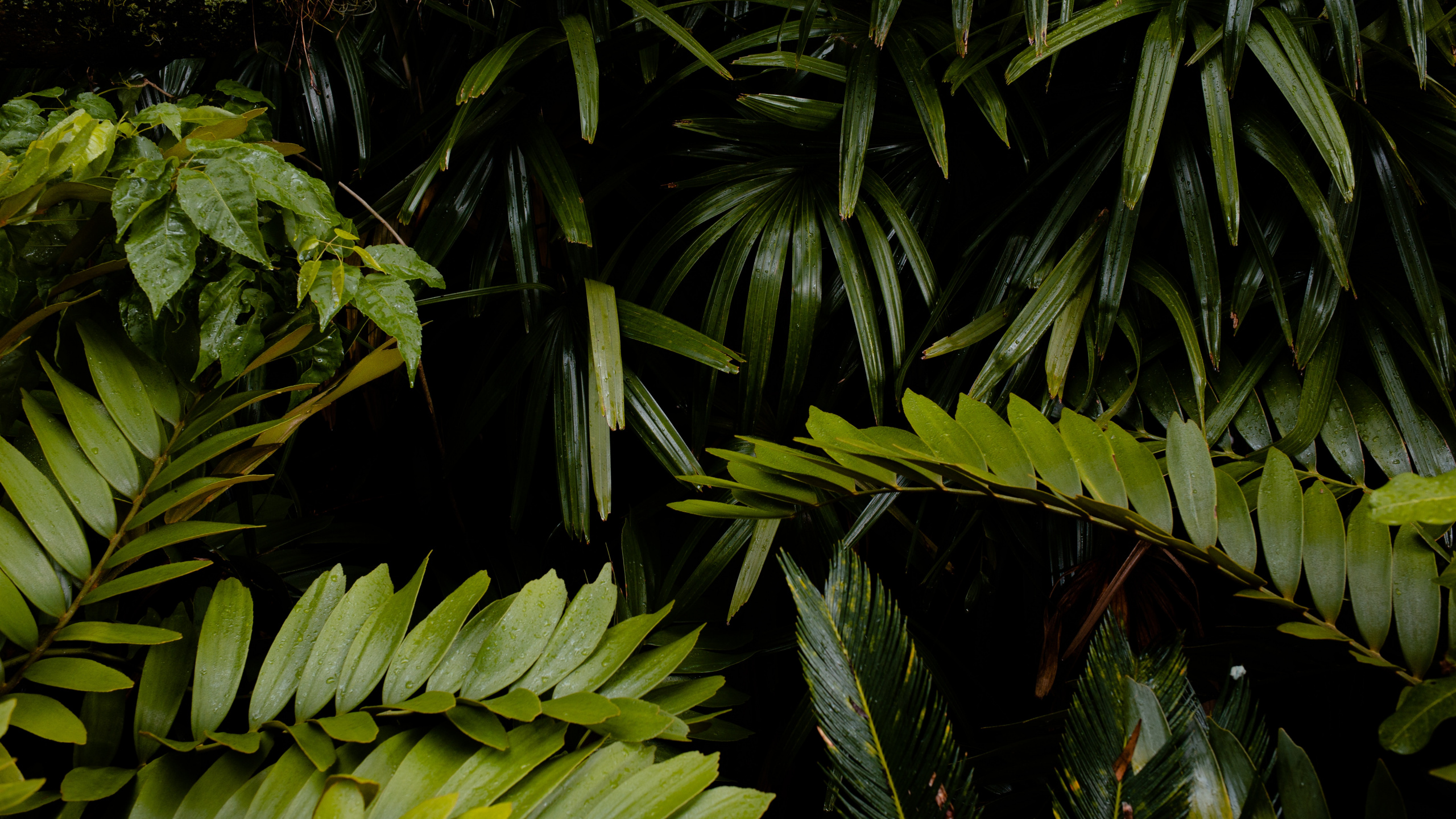 Vegetation, Terrestrische Pflanzen, Blatt, Natürlichen Umgebung, Baum. Wallpaper in 2560x1440 Resolution