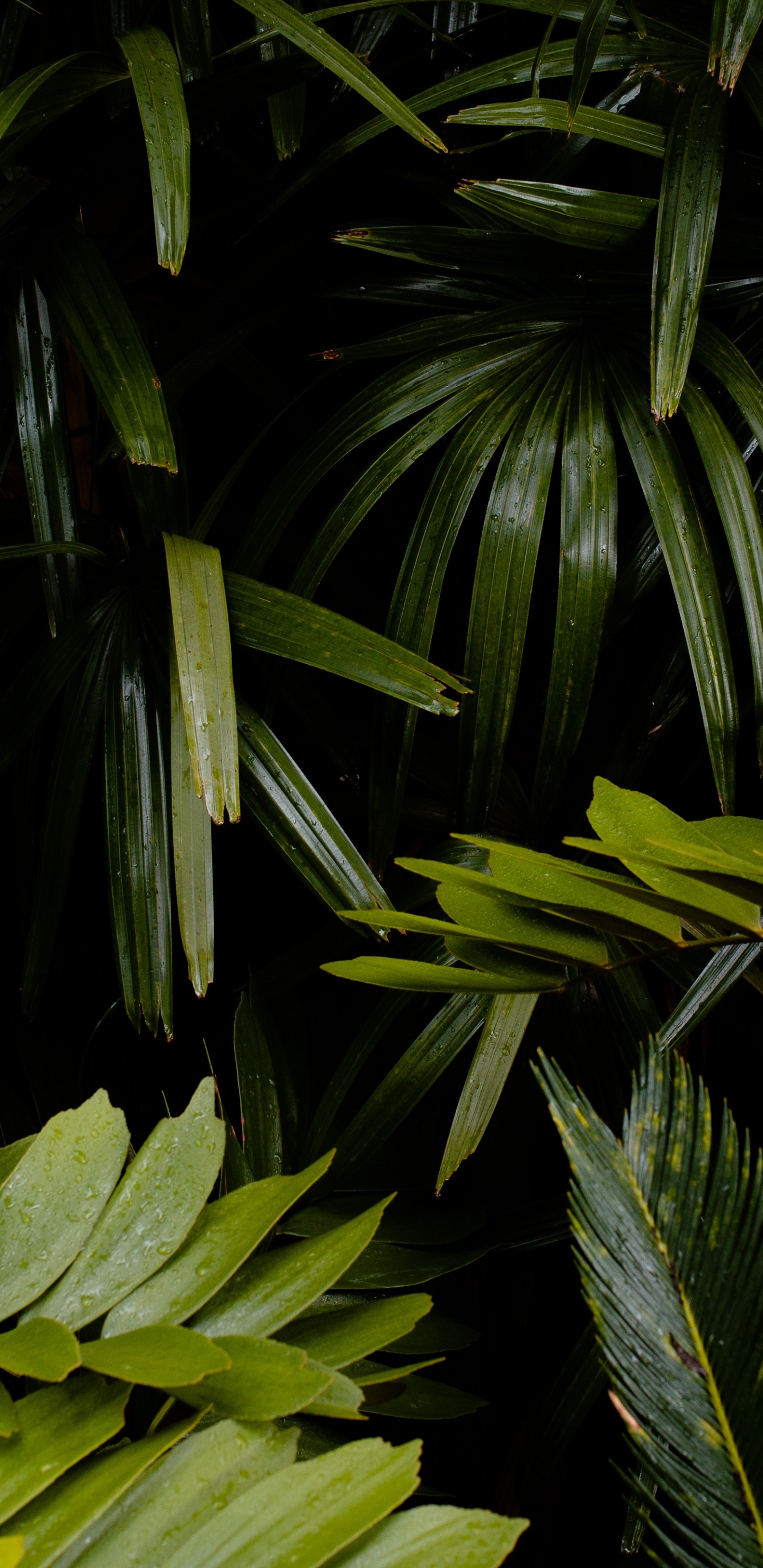 la Vegetación, Planta Terrestre, Entorno Natural, la Botánica, Selva. Wallpaper in 1440x2960 Resolution