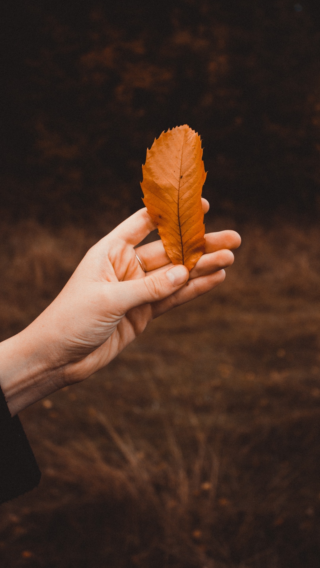 Plant, Human, Song, Leaf, Finger. Wallpaper in 1080x1920 Resolution