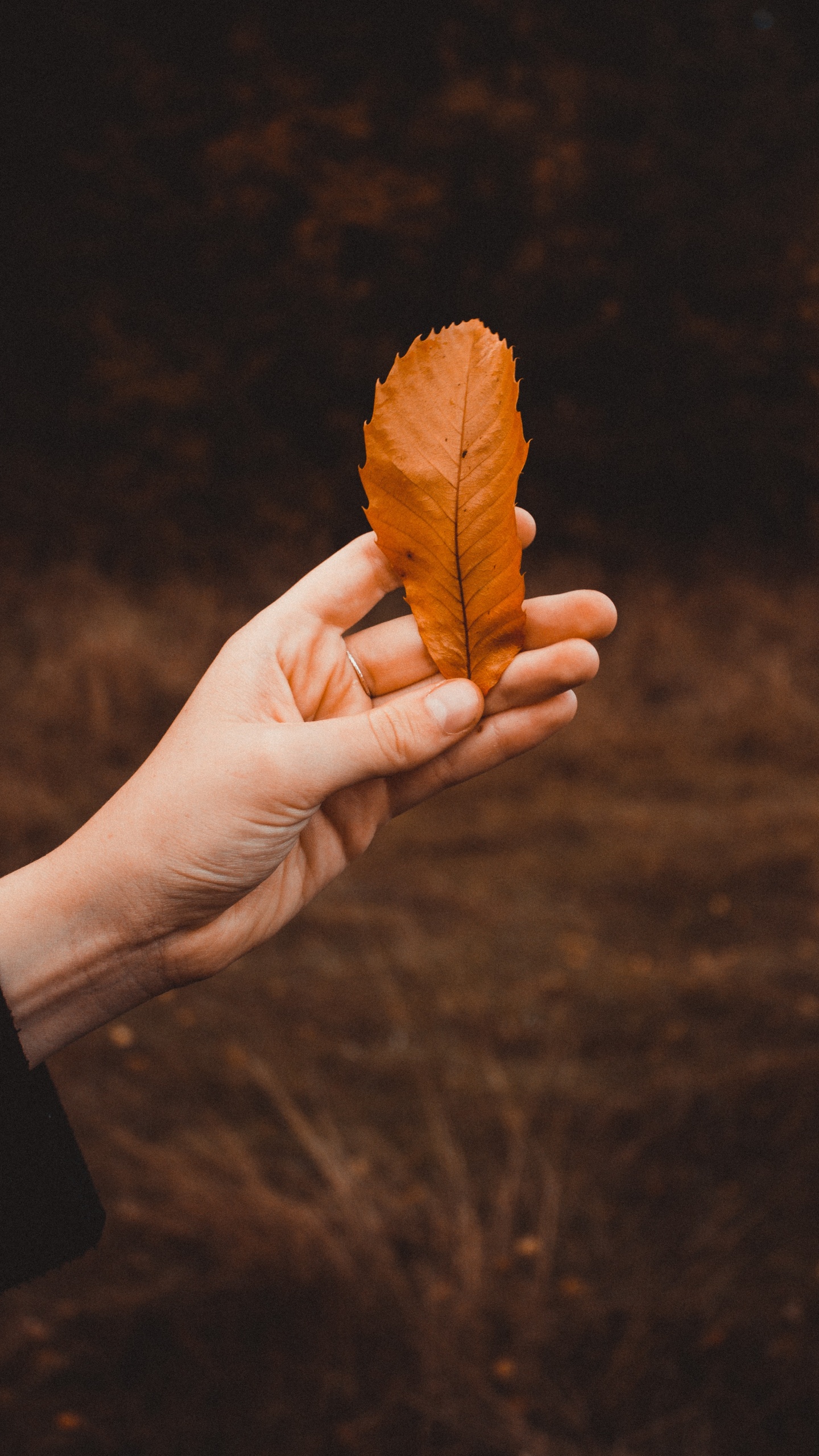 Plant, Human, Song, Leaf, Finger. Wallpaper in 1440x2560 Resolution