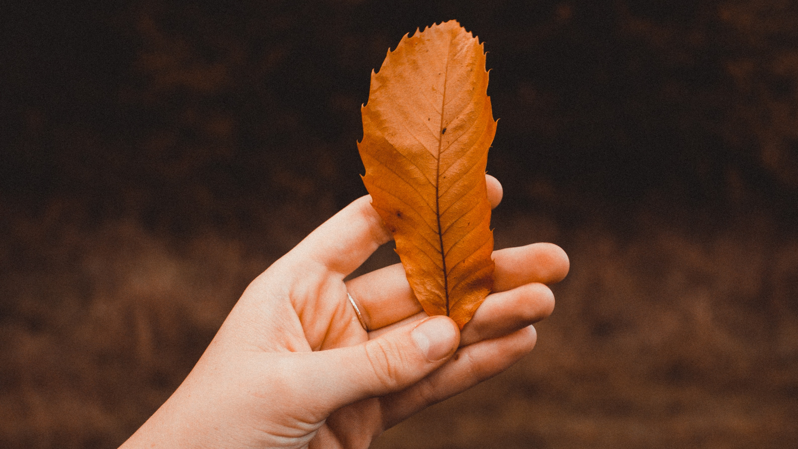 Plant, Human, Song, Leaf, Finger. Wallpaper in 2560x1440 Resolution