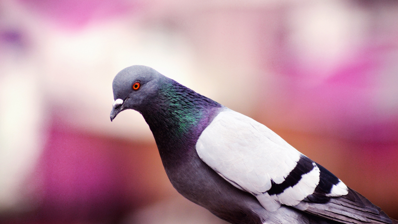 Pájaro Negro Blanco y Verde. Wallpaper in 1366x768 Resolution