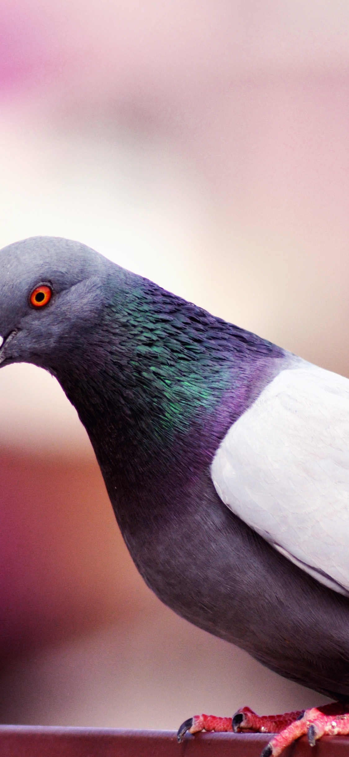 Schwarzer Weißer Und Grüner Vogel. Wallpaper in 1125x2436 Resolution