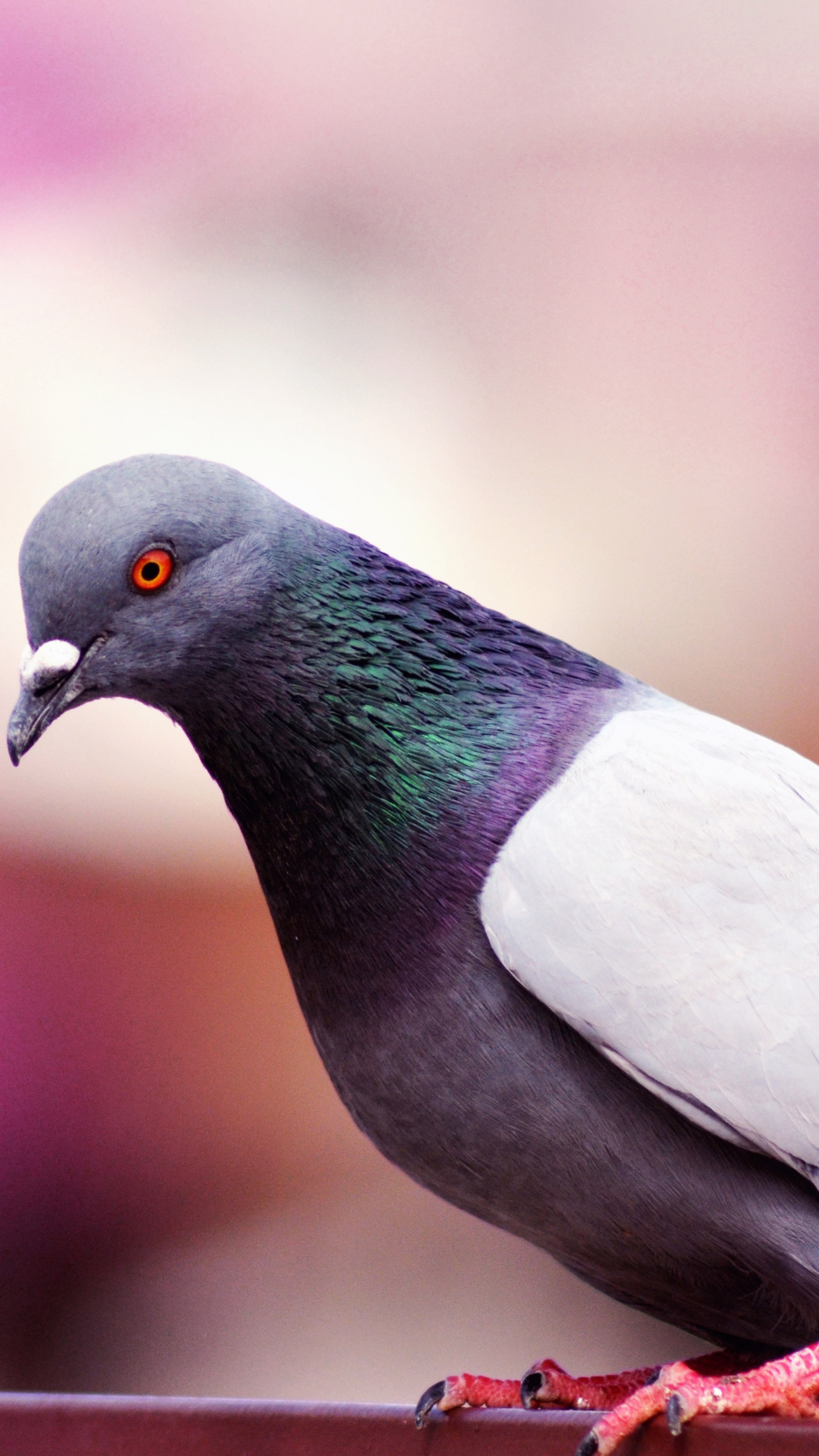 Schwarzer Weißer Und Grüner Vogel. Wallpaper in 1440x2560 Resolution