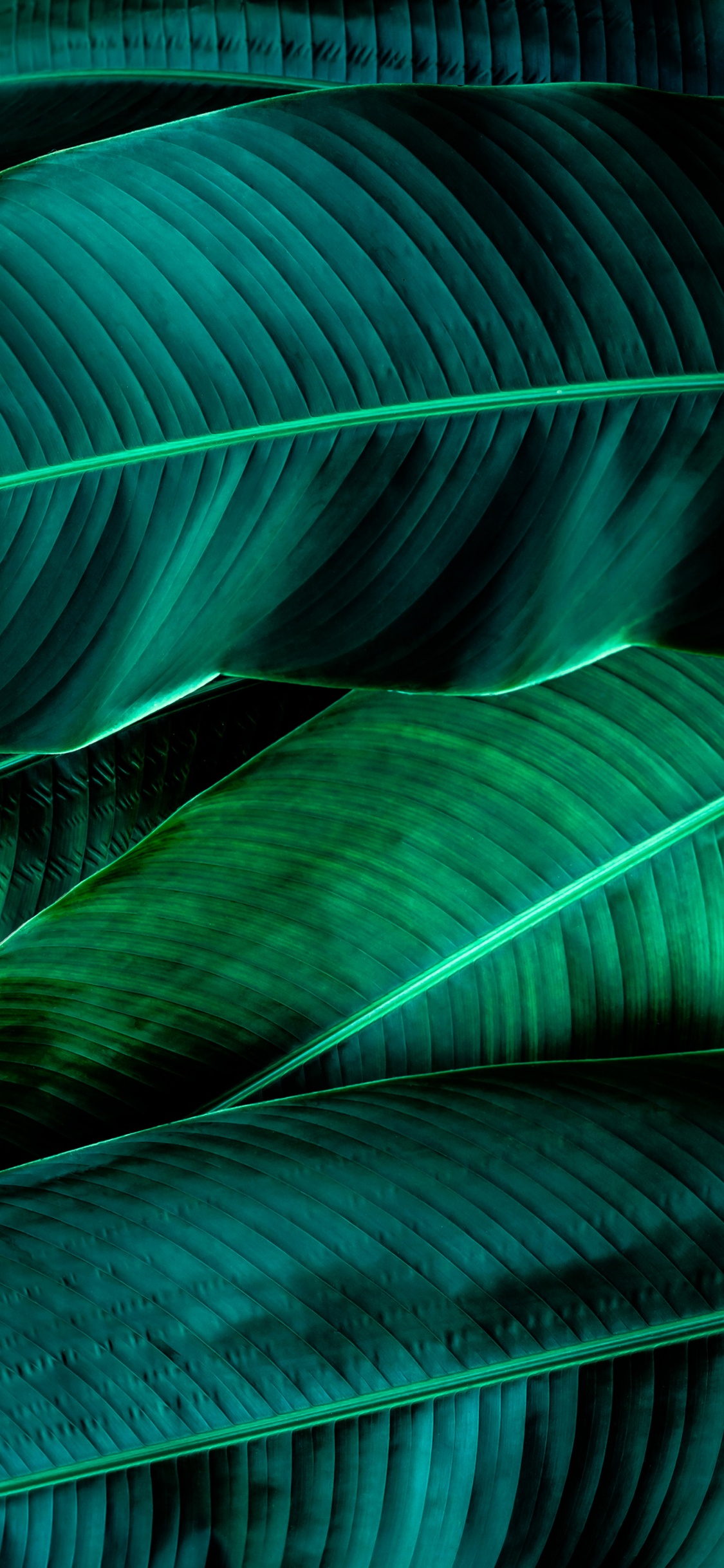 Lumière, Green, Plante Terrestre, Matière Naturelle, Ligne. Wallpaper in 1125x2436 Resolution