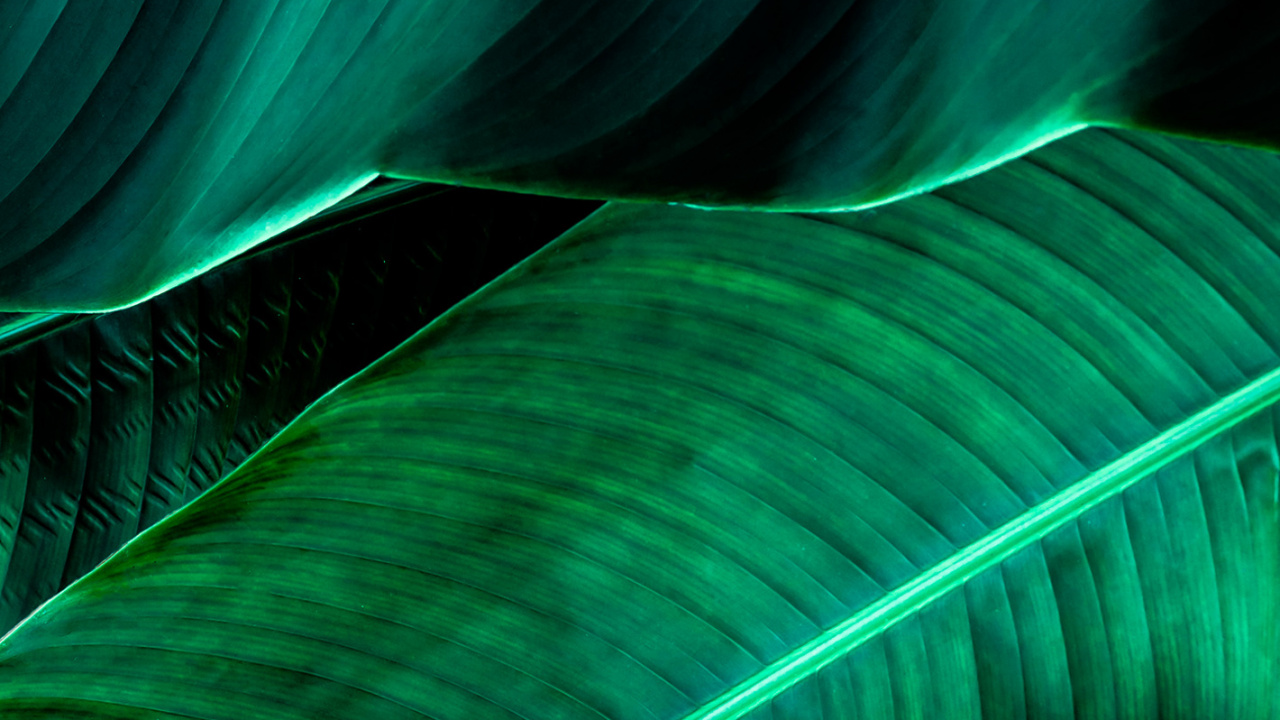 Lumière, Green, Plante Terrestre, Matière Naturelle, Ligne. Wallpaper in 1280x720 Resolution