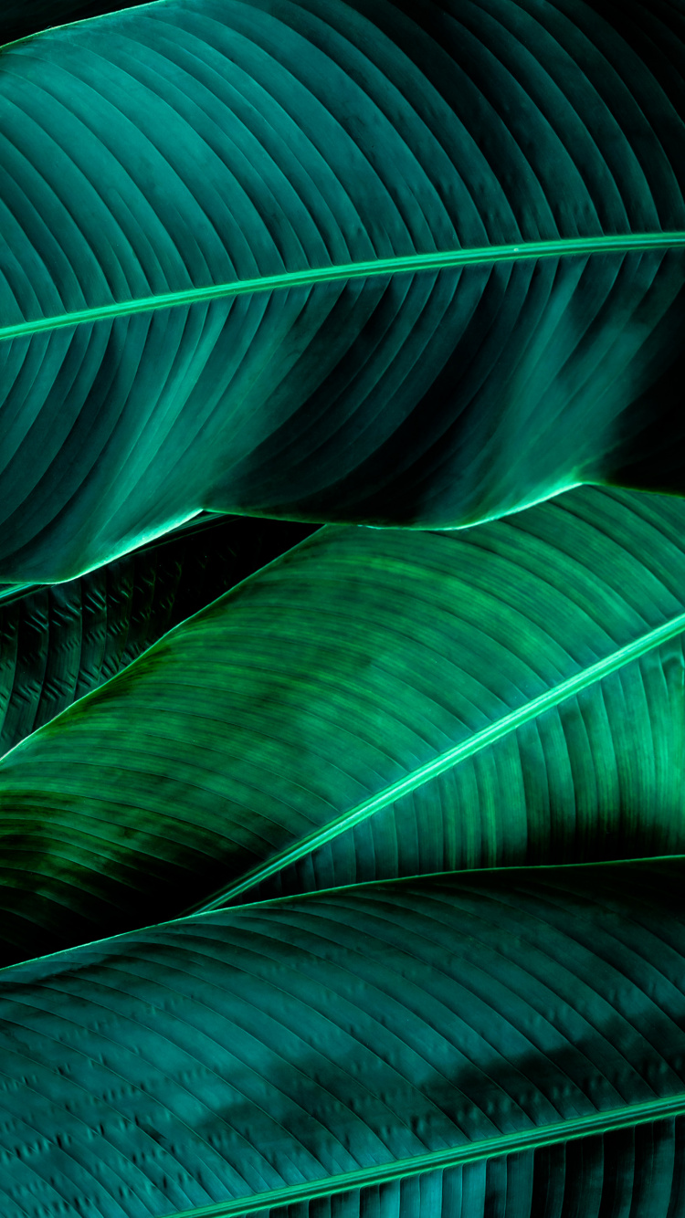 Lumière, Green, Plante Terrestre, Matière Naturelle, Ligne. Wallpaper in 750x1334 Resolution