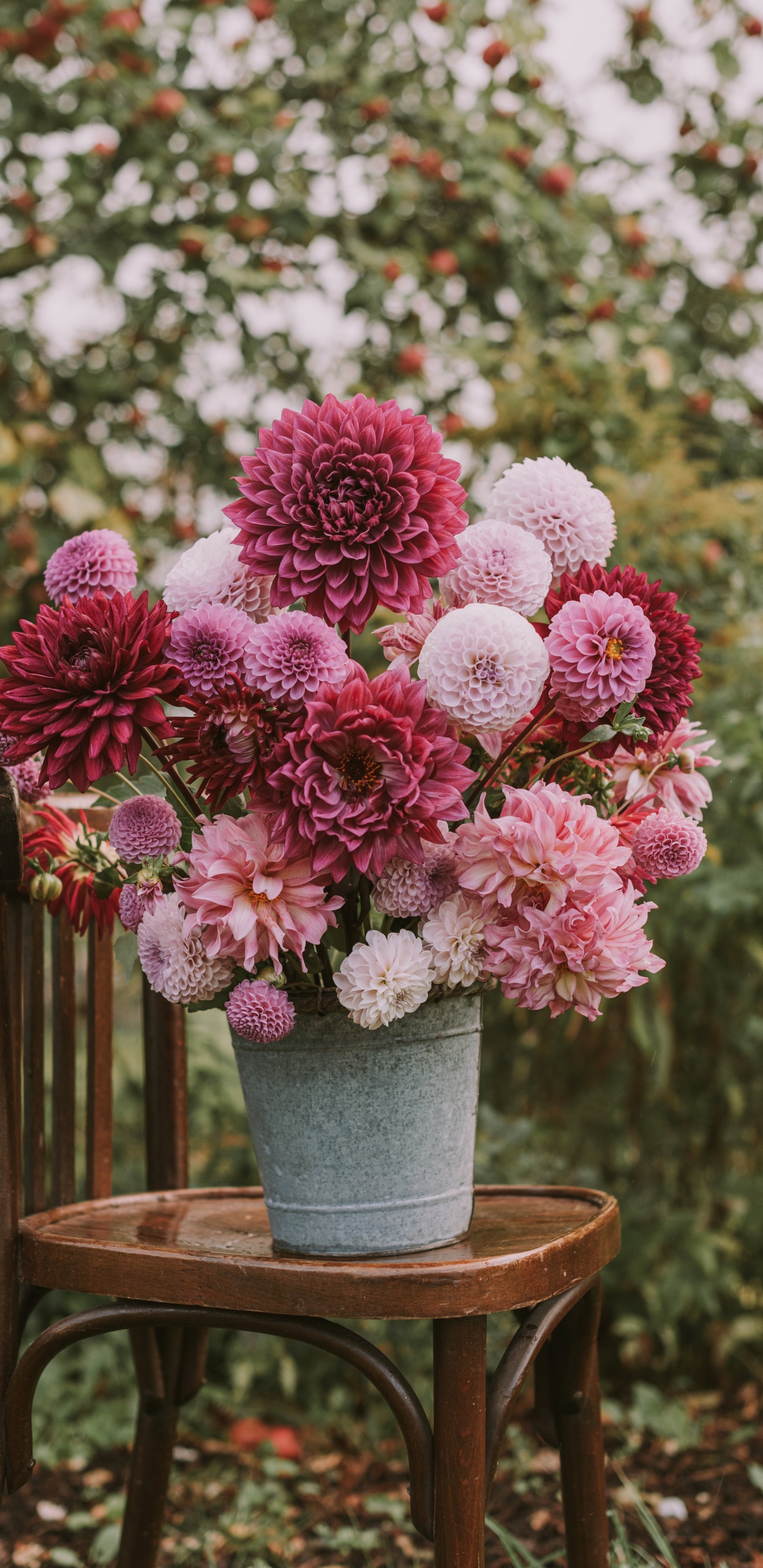 Pink Flowers in Gray Pot. Wallpaper in 1440x2960 Resolution