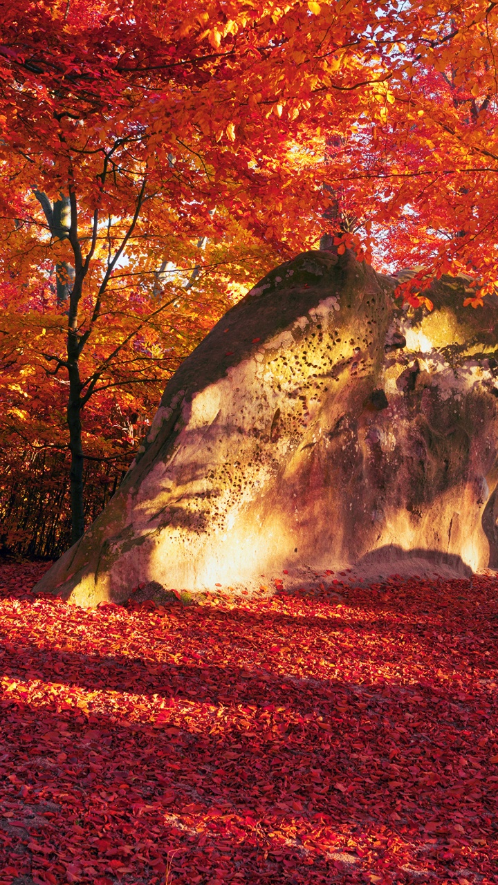 Red Leaves Trees and Brown Rock Formation. Wallpaper in 720x1280 Resolution