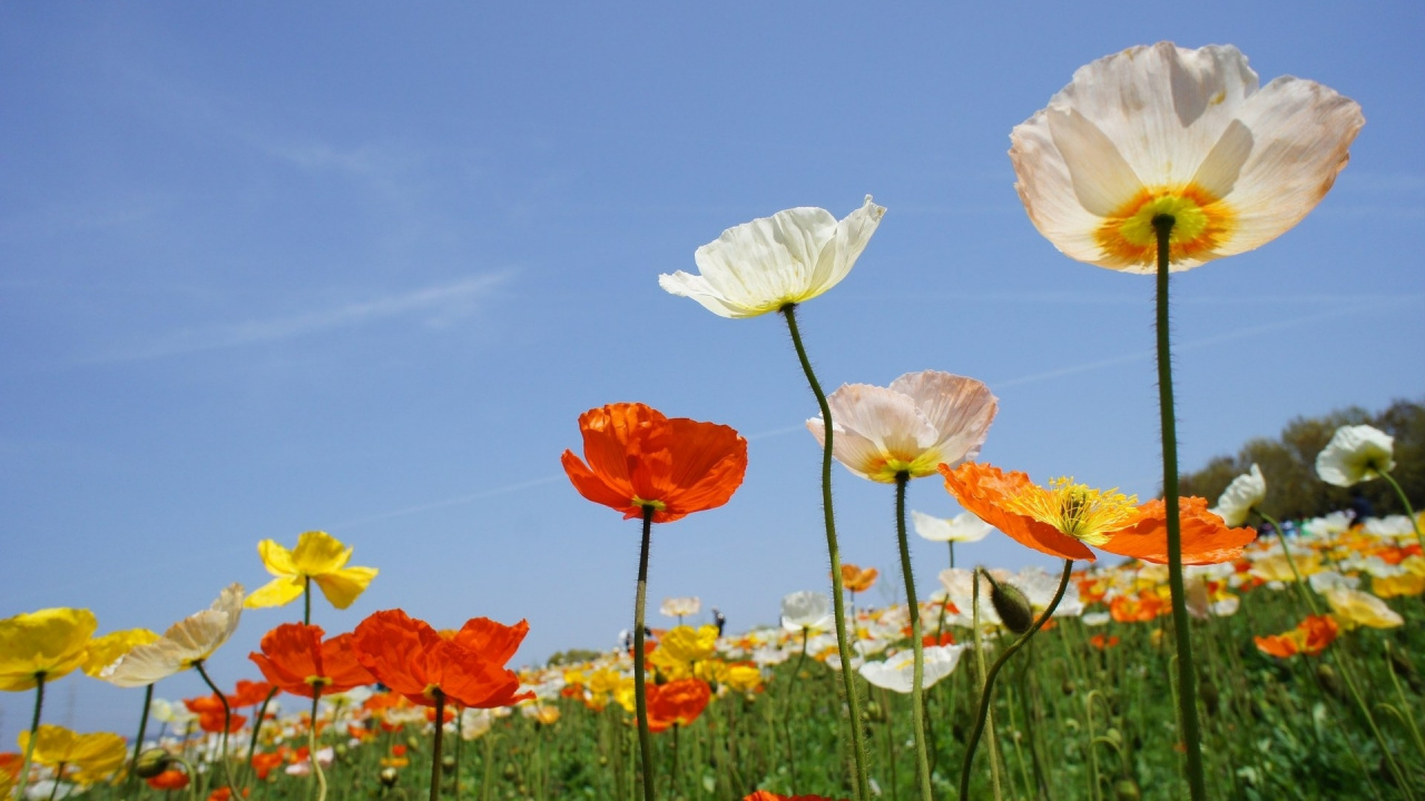 White and Red Flowers Under Blue Sky During Daytime. Wallpaper in 1280x720 Resolution