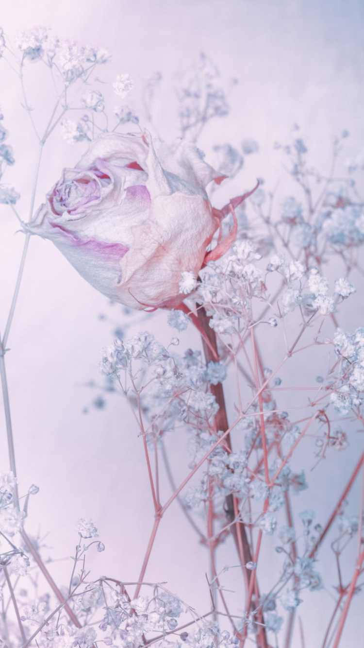 Weiße Und Rosa Blütenblätter. Wallpaper in 750x1334 Resolution