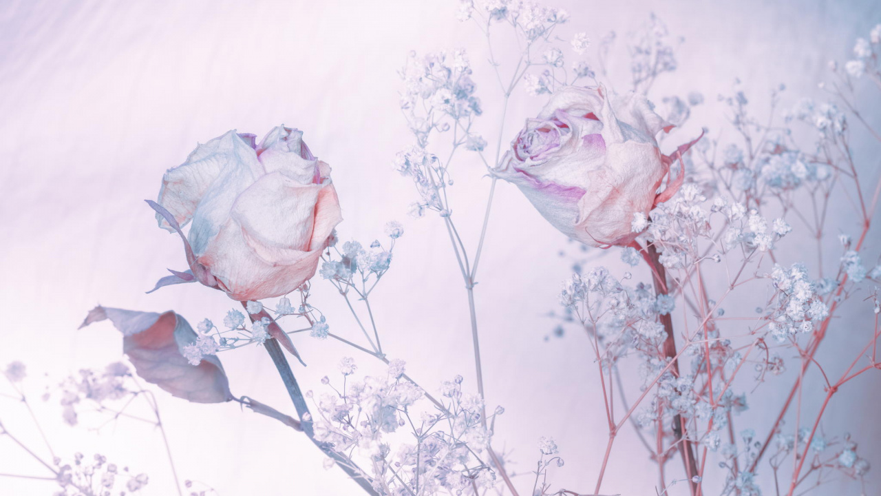Pétalos de Flores Blancas y Rosadas. Wallpaper in 1280x720 Resolution
