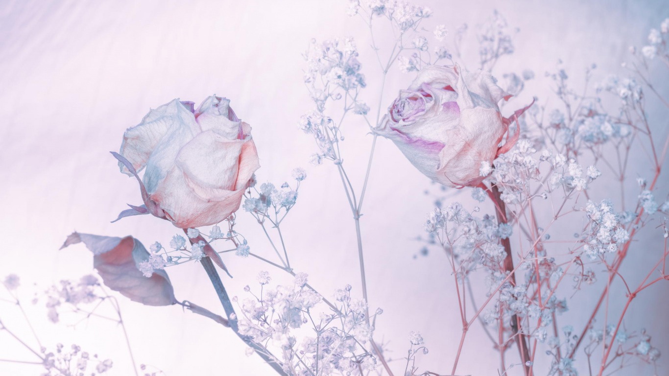 Pétales de Fleurs Blanches et Roses. Wallpaper in 1366x768 Resolution