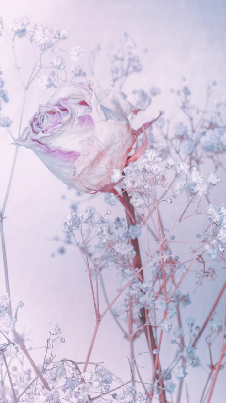 Pétales de Fleurs Blanches et Roses. Wallpaper in 720x1280 Resolution