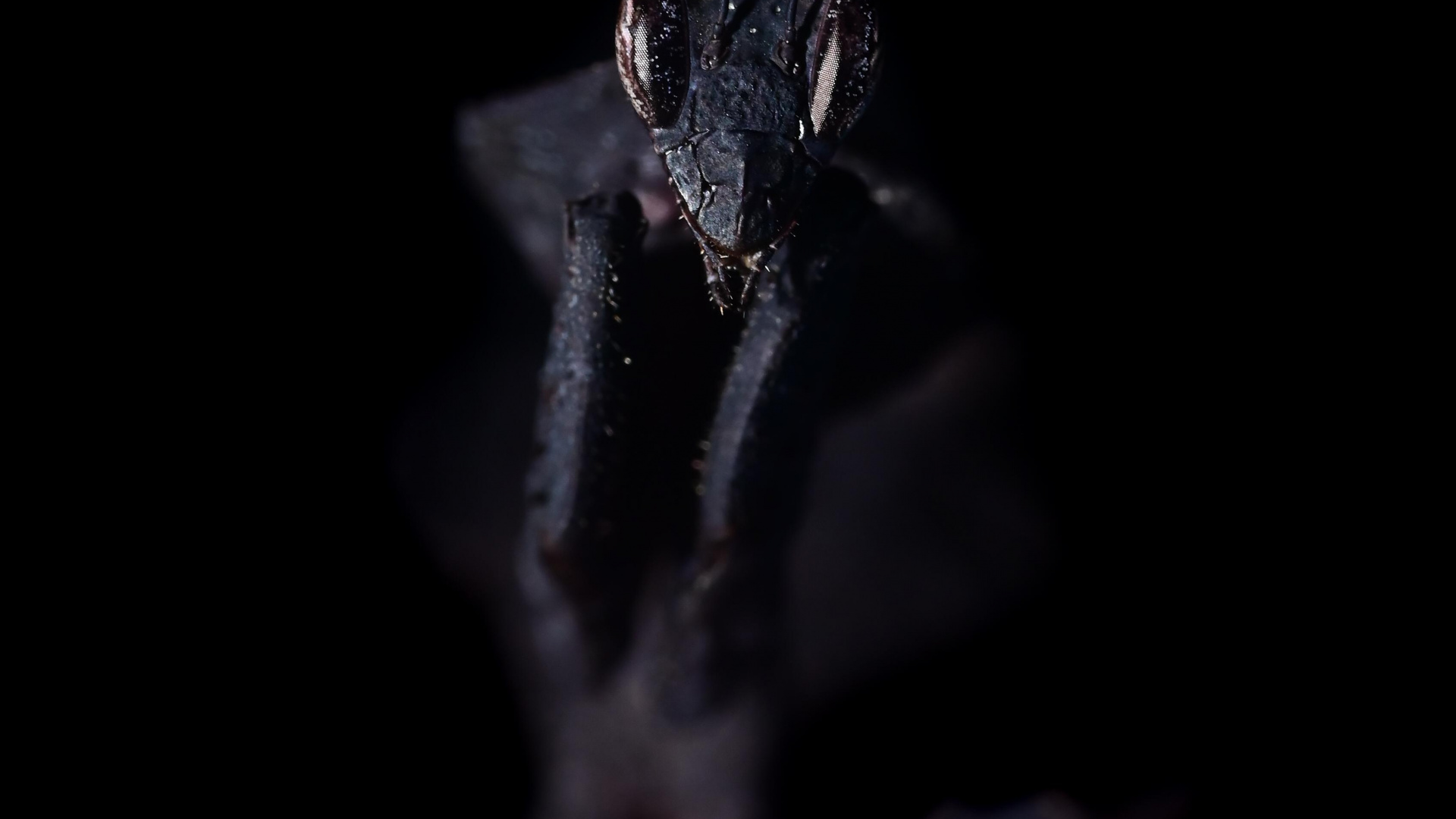 Darkness, Water, Plant, Twig, Whiskers. Wallpaper in 1920x1080 Resolution