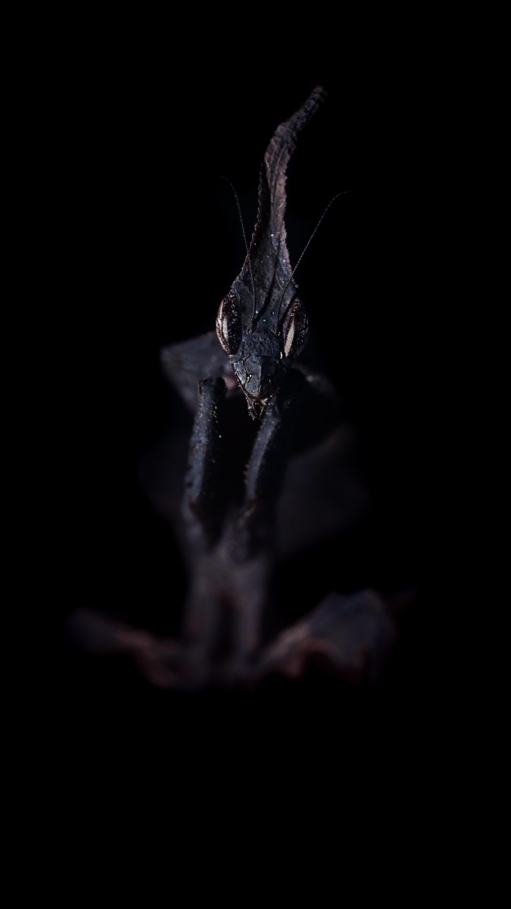 Darkness, Water, Plant, Twig, Whiskers. Wallpaper in 720x1280 Resolution