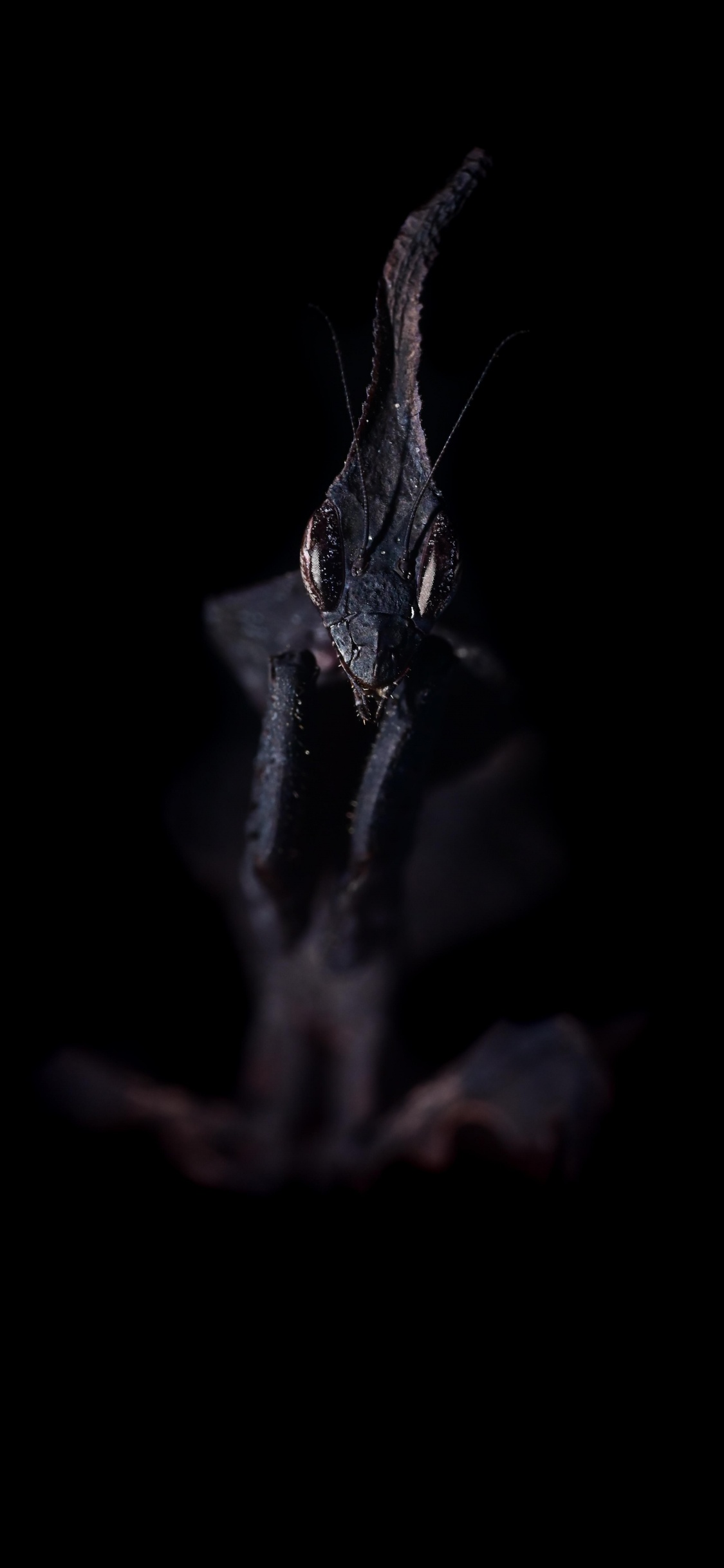 Obscurité, Eau, Rameau, Moustache, Bec. Wallpaper in 1125x2436 Resolution