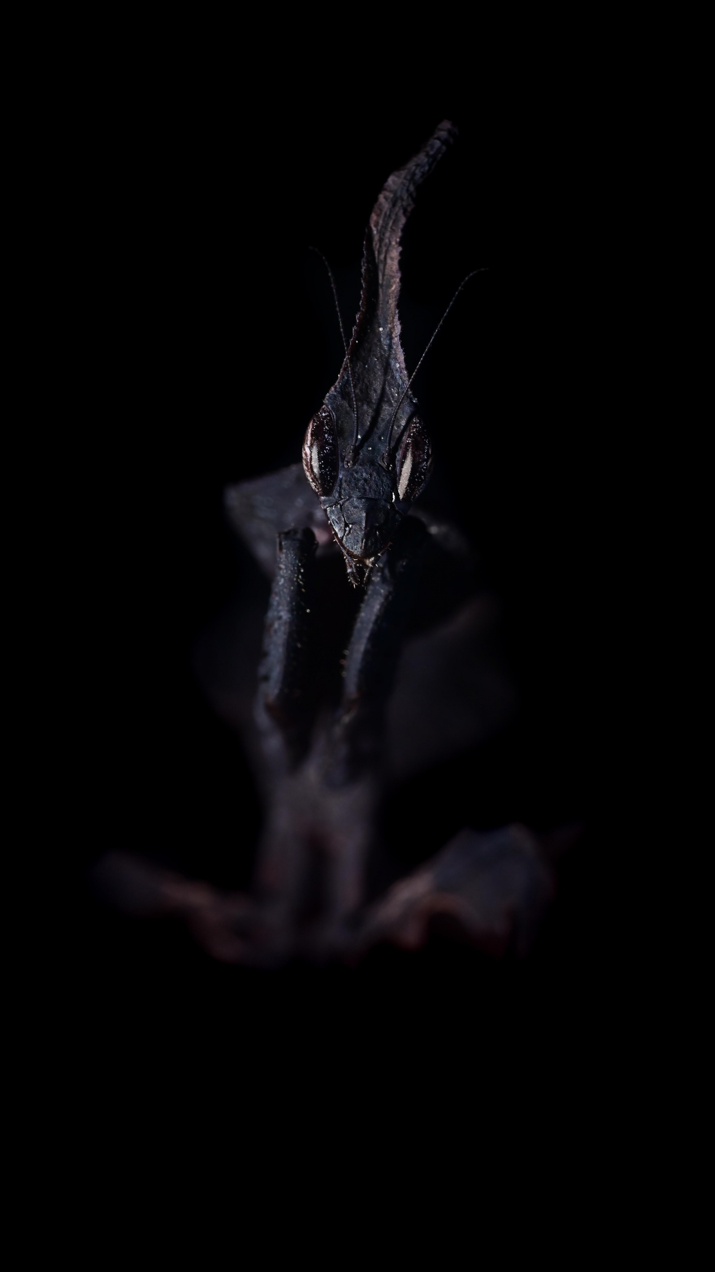 Obscurité, Eau, Rameau, Moustache, Bec. Wallpaper in 1440x2560 Resolution