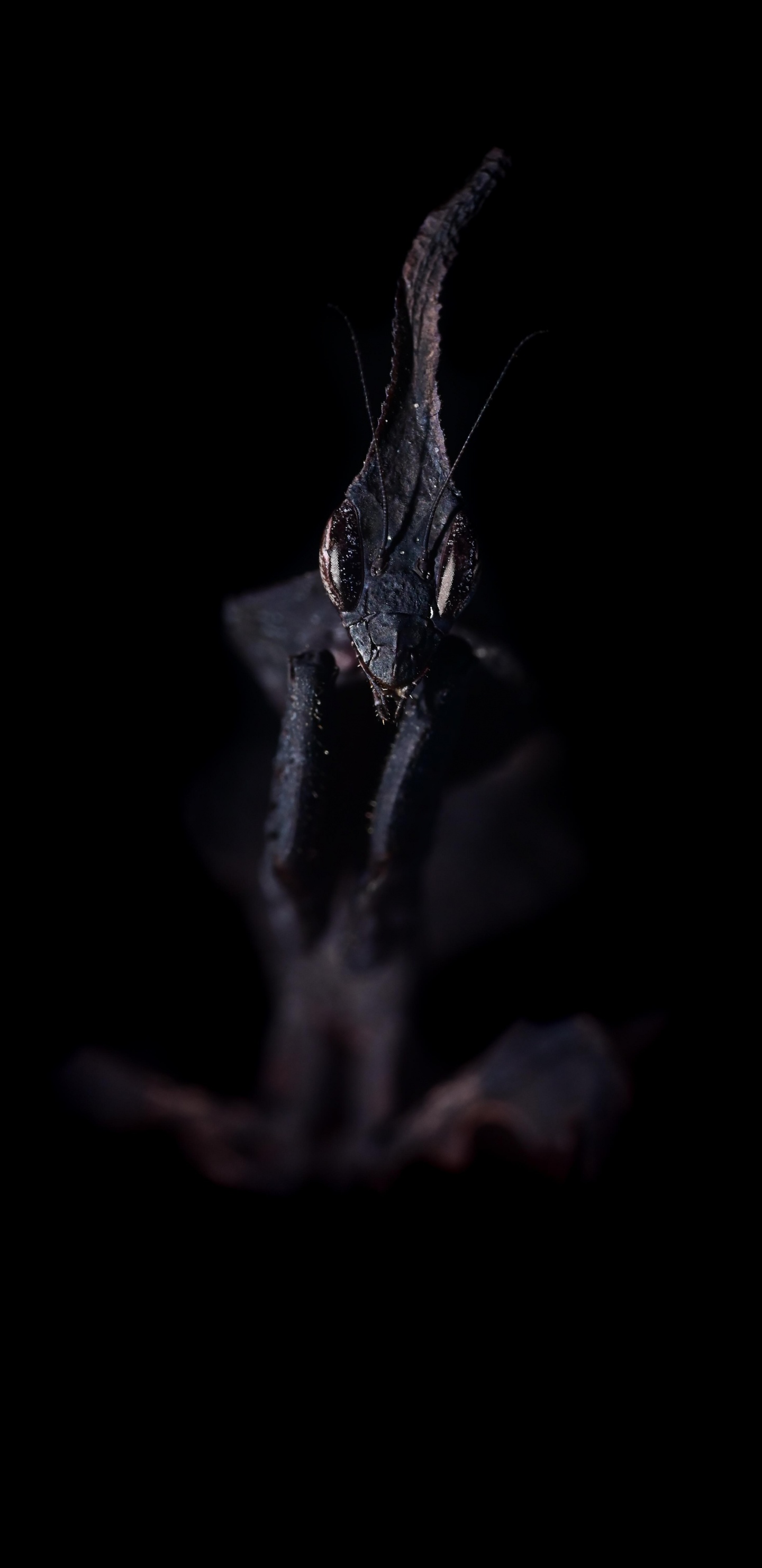 树枝, 胡须, 昆虫, 电蓝色的 壁纸 1440x2960 允许