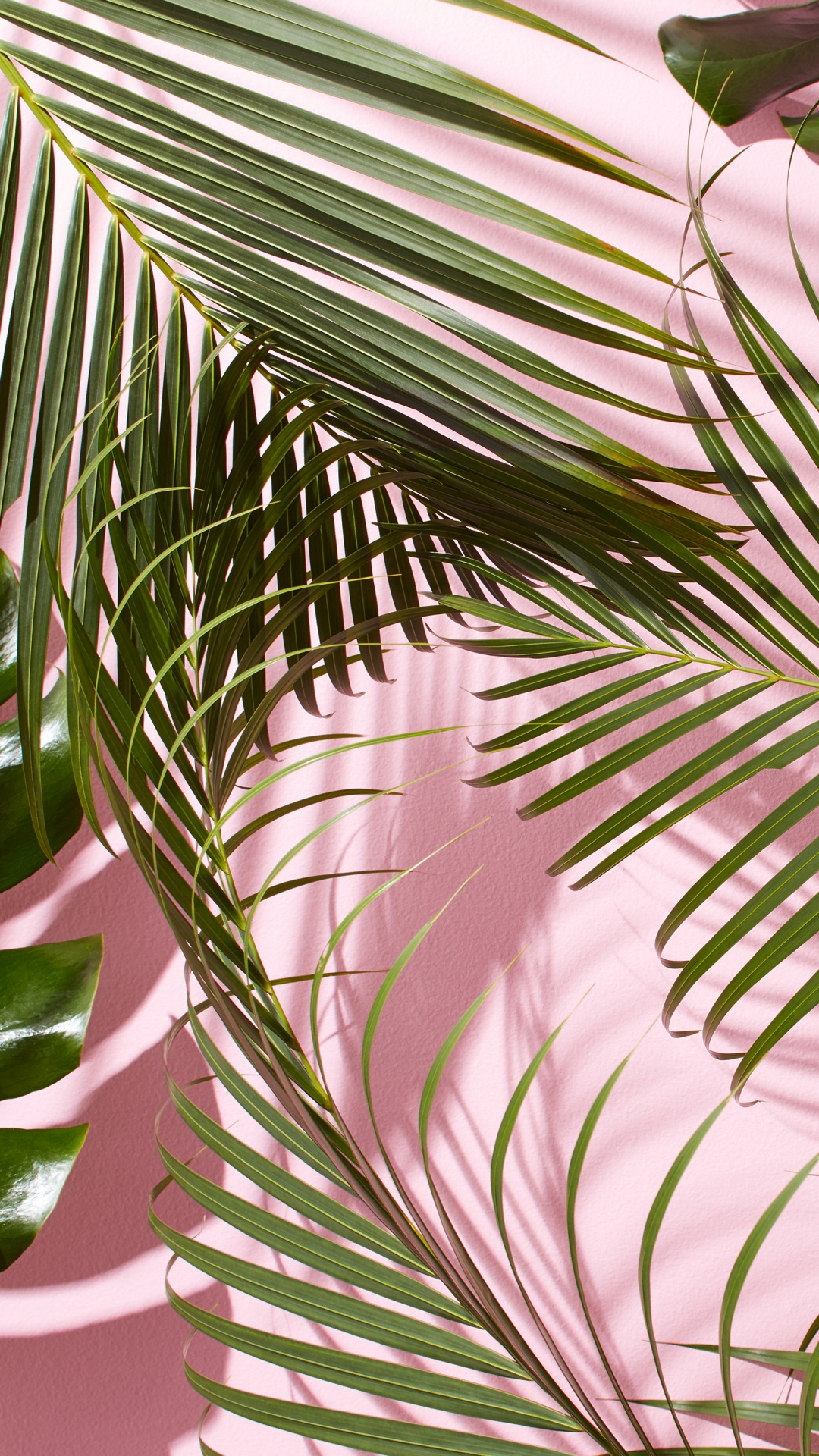 Green Leaf Plant in Close up Photography. Wallpaper in 1080x1920 Resolution