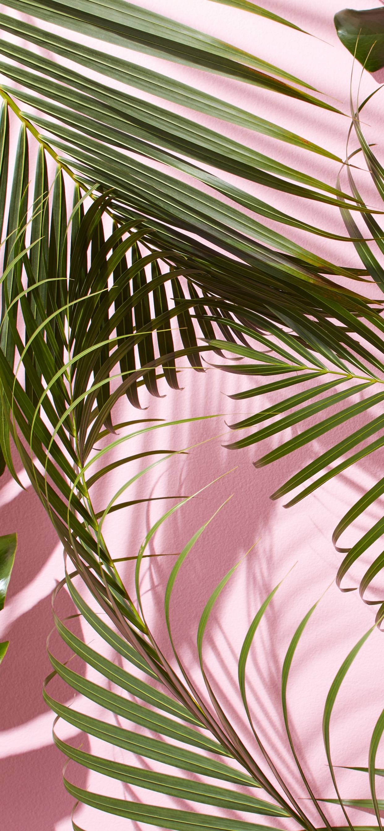 Planta de Hoja Verde en Fotografía de Cerca. Wallpaper in 1242x2688 Resolution