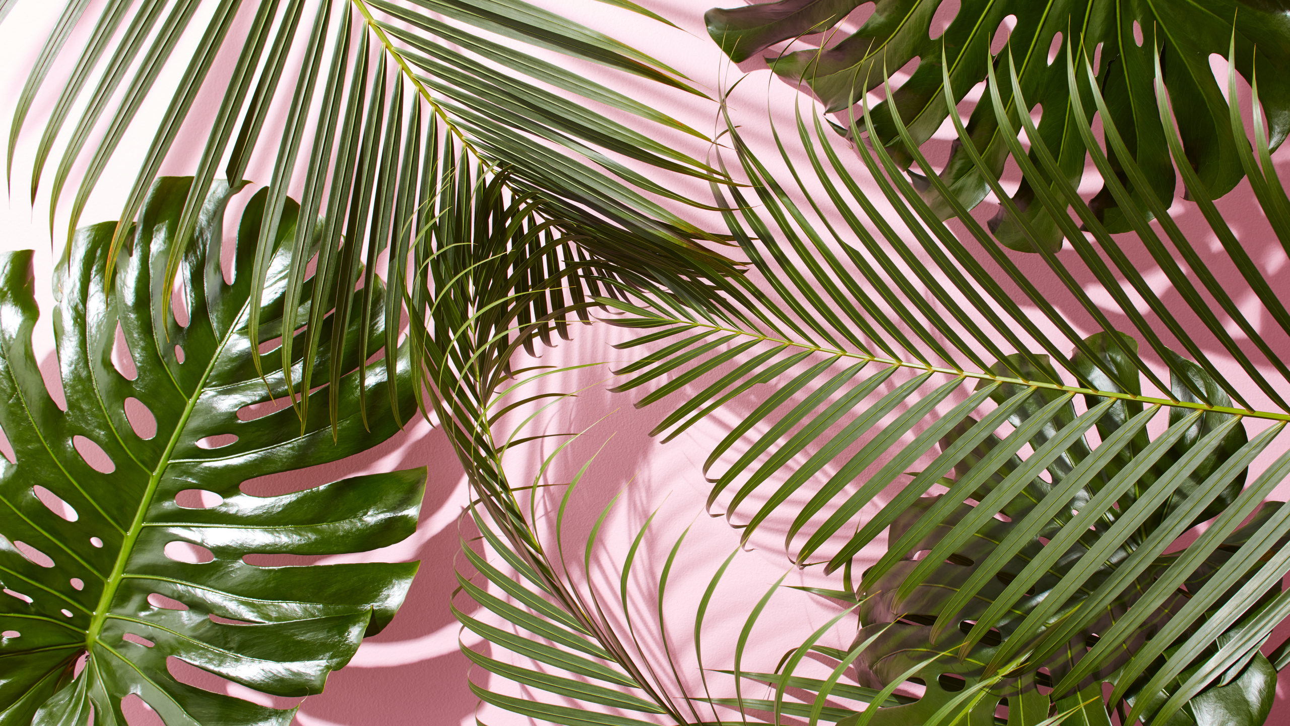 Planta de Hoja Verde en Fotografía de Cerca. Wallpaper in 2560x1440 Resolution