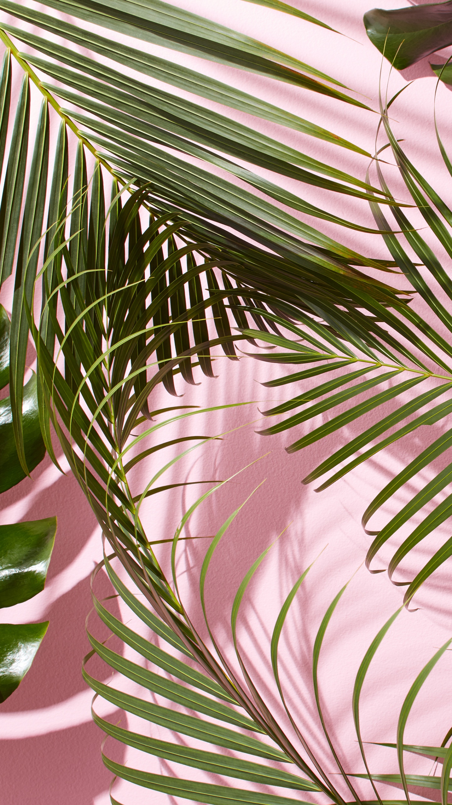 Arecales, Evergreen, 植物干, 工厂 壁纸 1440x2560 允许