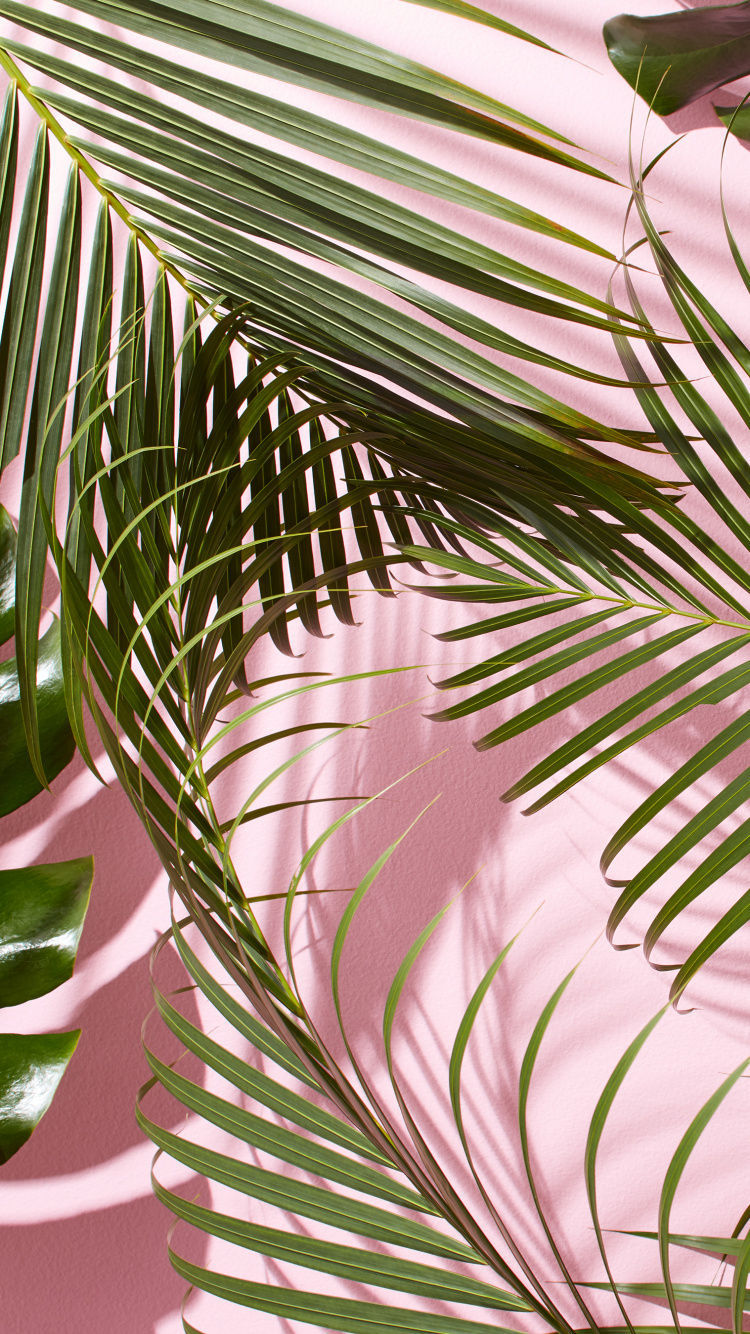 Arecales, Evergreen, 植物干, 工厂 壁纸 750x1334 允许