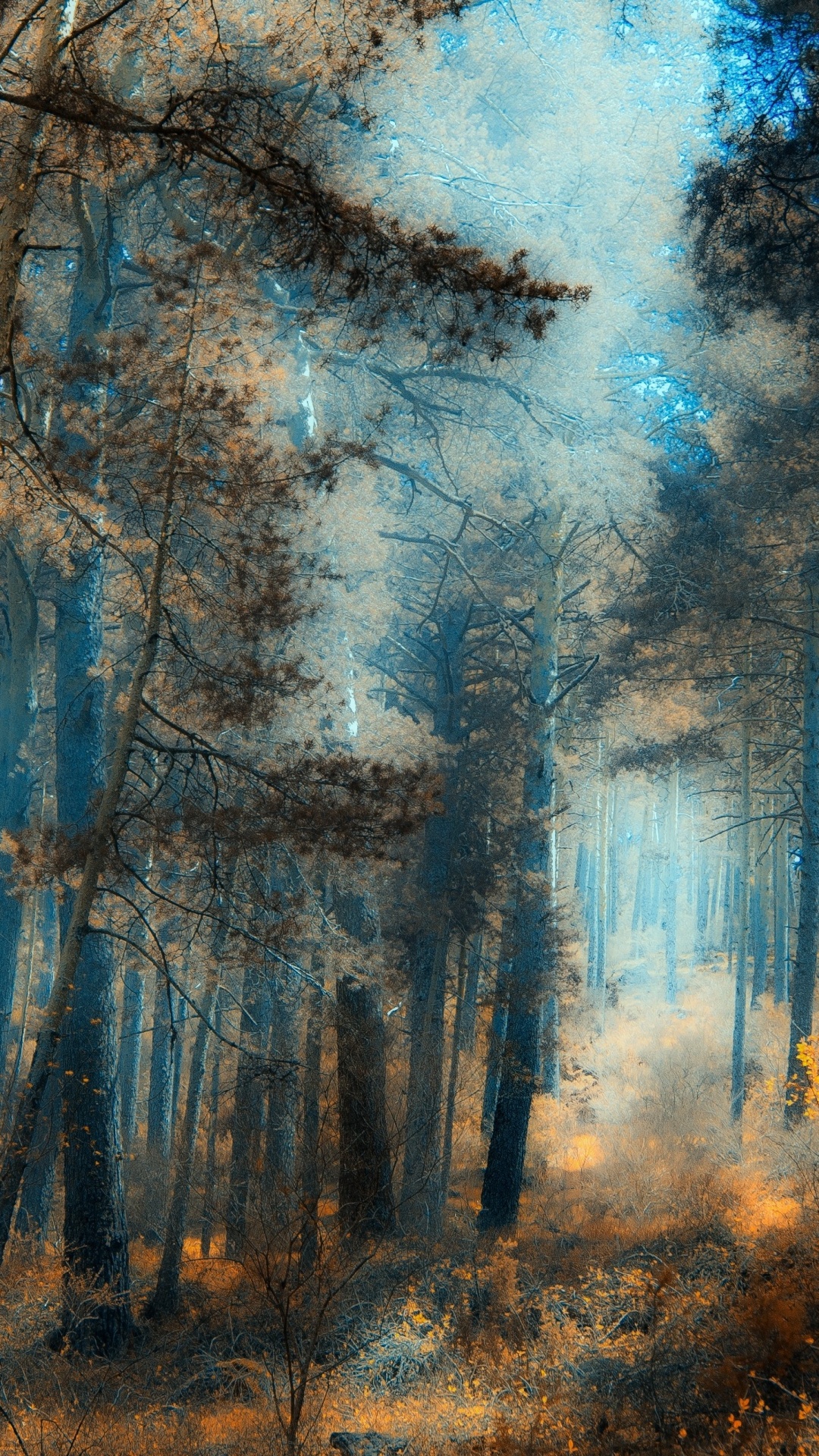 Arbres Bruns Sous Ciel Bleu Pendant la Journée. Wallpaper in 1080x1920 Resolution