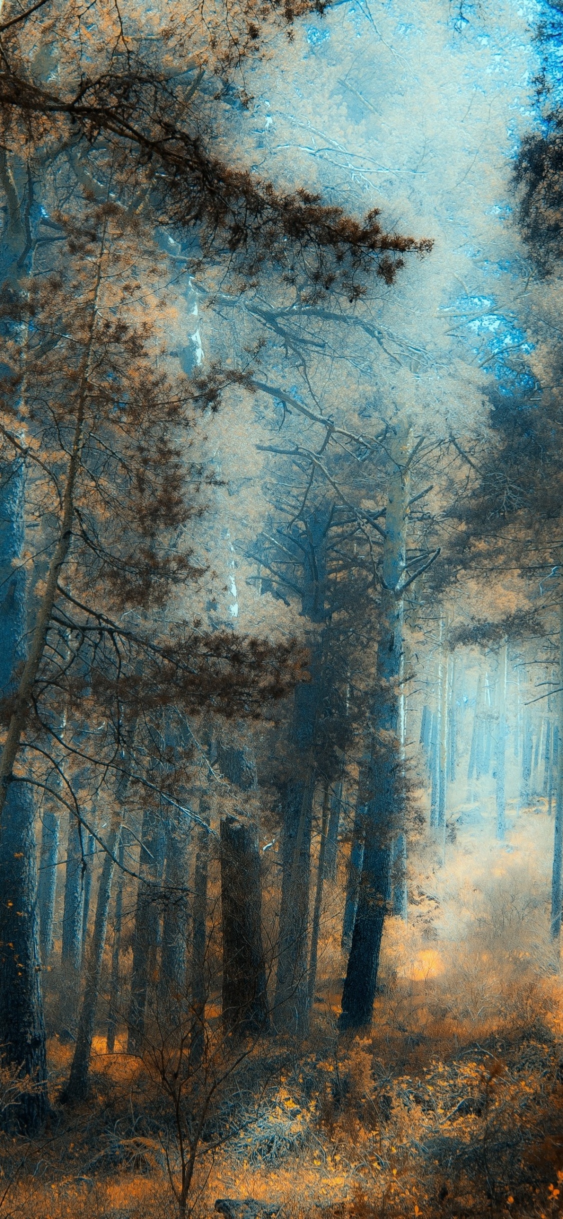 Arbres Bruns Sous Ciel Bleu Pendant la Journée. Wallpaper in 1125x2436 Resolution