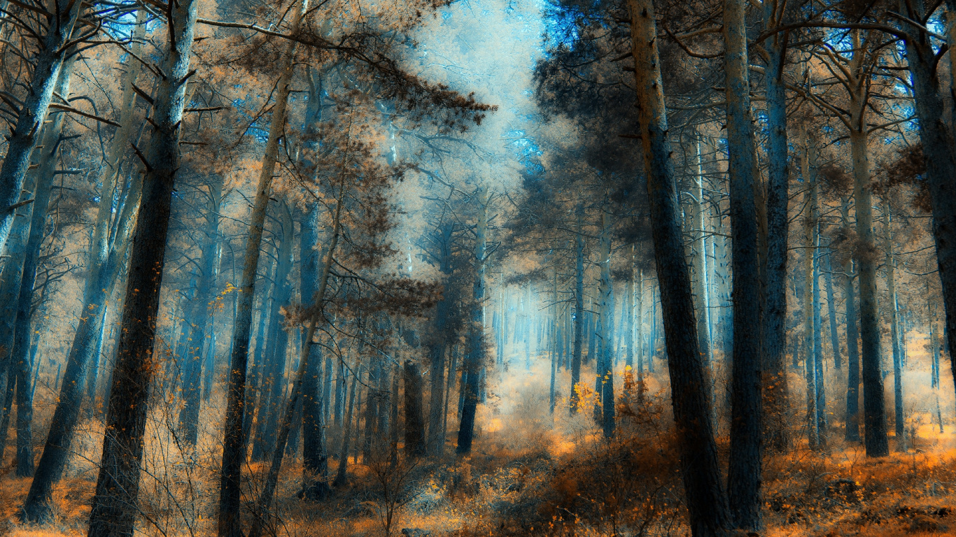 Brown Trees Under Blue Sky During Daytime. Wallpaper in 1366x768 Resolution