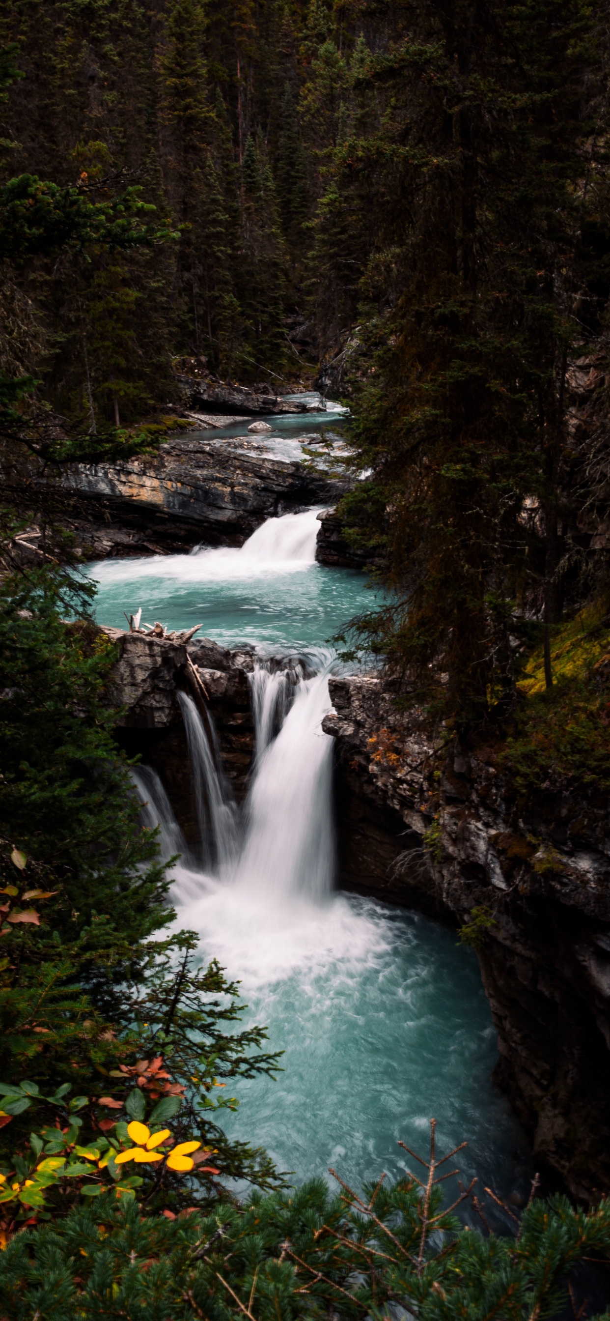 Vegetation, Watercourse, Stream, Body of Water, Natural Landscape. Wallpaper in 1242x2688 Resolution