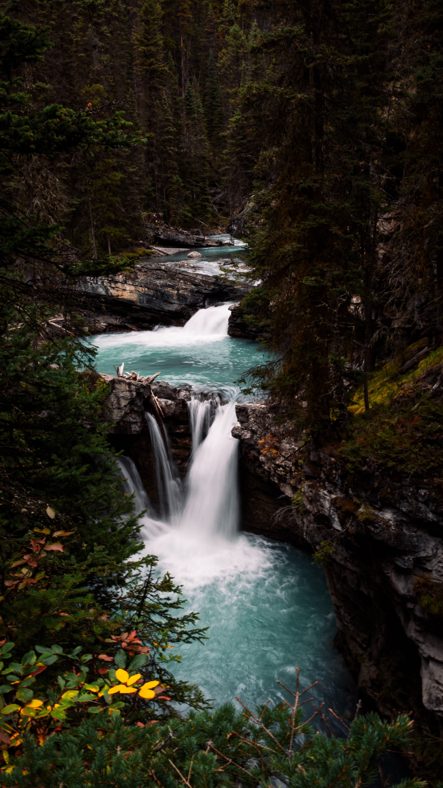 Vegetation, Watercourse, Stream, Body of Water, Natural Landscape. Wallpaper in 1440x2560 Resolution