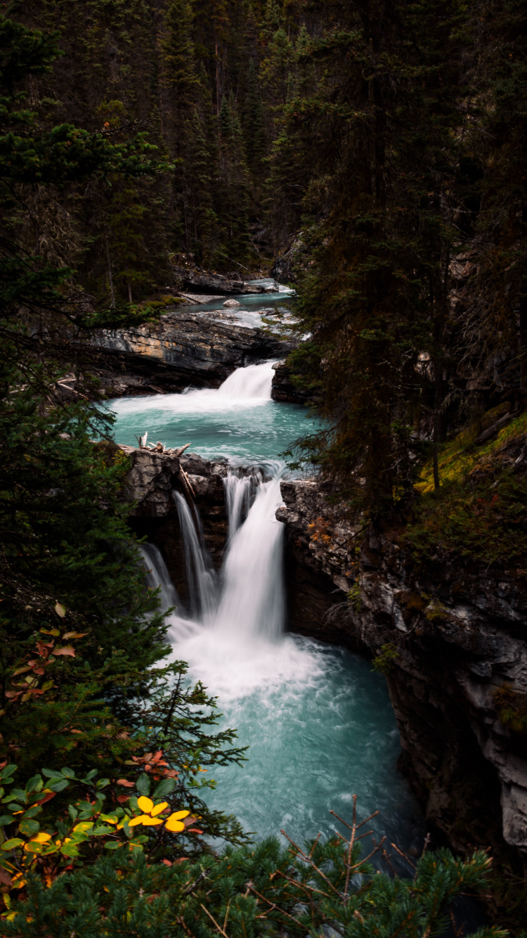 Vegetation, Watercourse, Stream, Body of Water, Natural Landscape. Wallpaper in 750x1334 Resolution