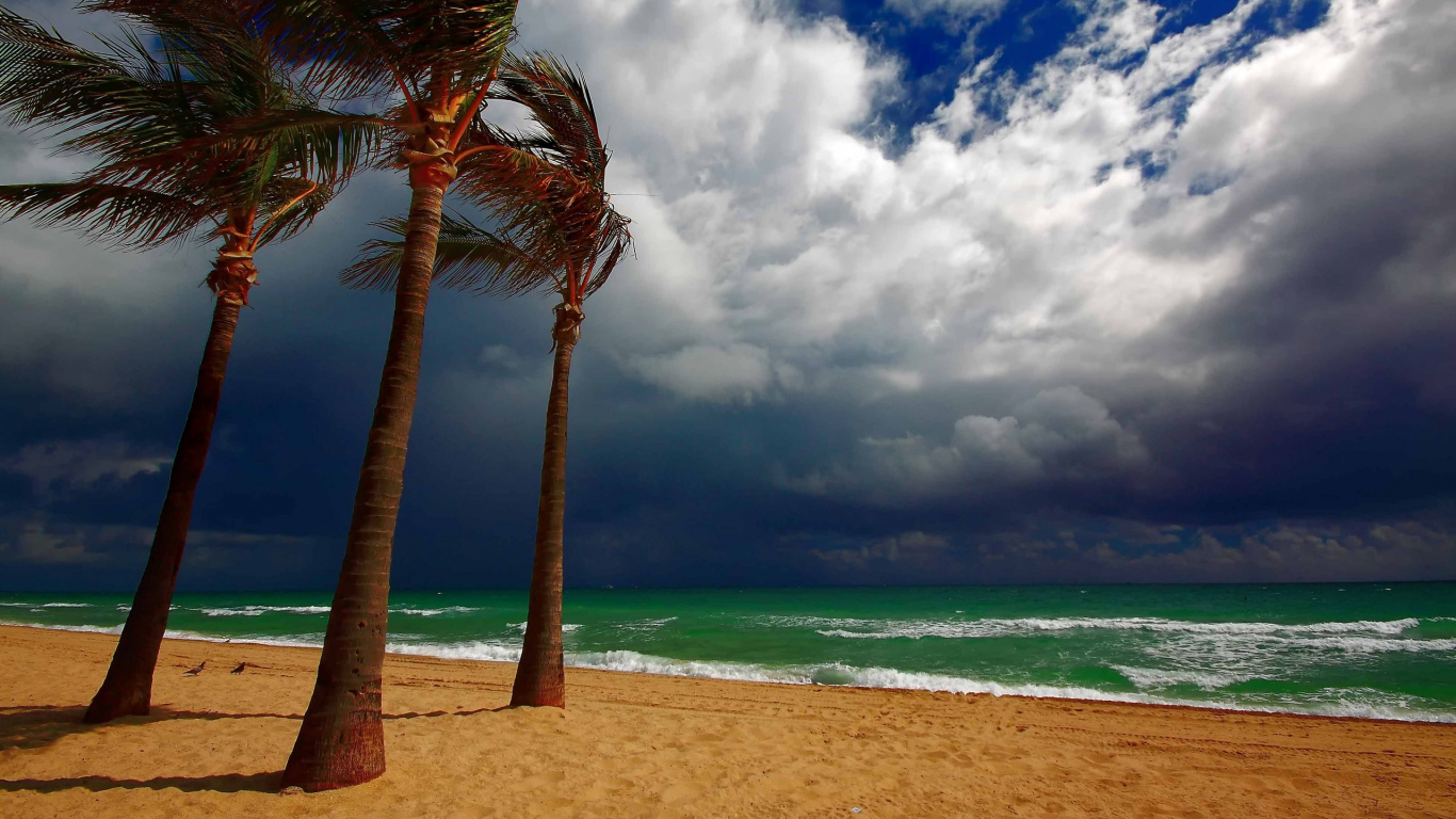 Palm Tree on Beach Shore During Daytime. Wallpaper in 1366x768 Resolution