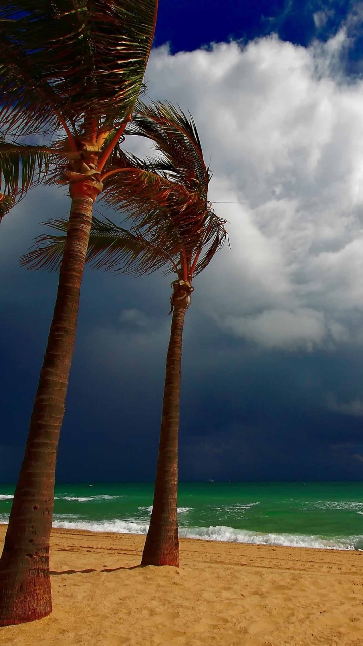 Palm Tree on Beach Shore During Daytime. Wallpaper in 720x1280 Resolution