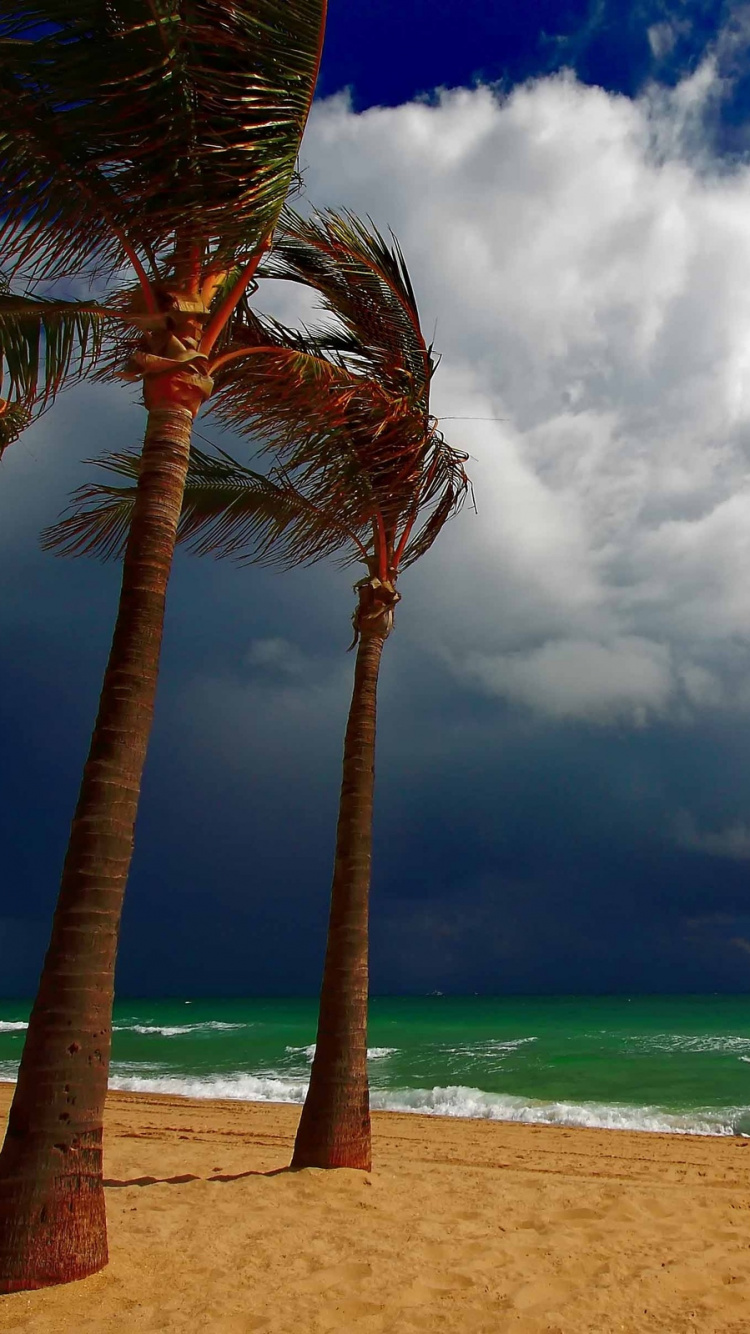 Palm Tree on Beach Shore During Daytime. Wallpaper in 750x1334 Resolution