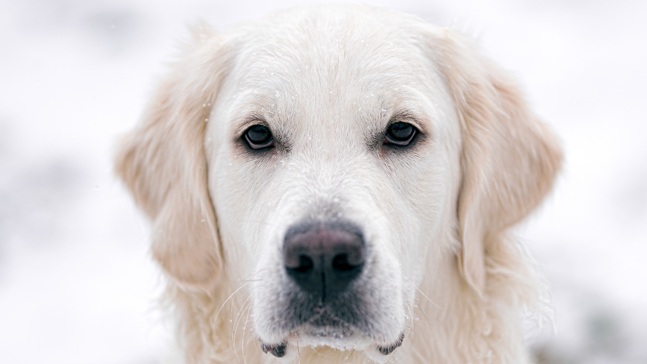 Labrador Retriever Amarillo Sobre Suelo Cubierto de Nieve Durante el Día. Wallpaper in 1280x720 Resolution