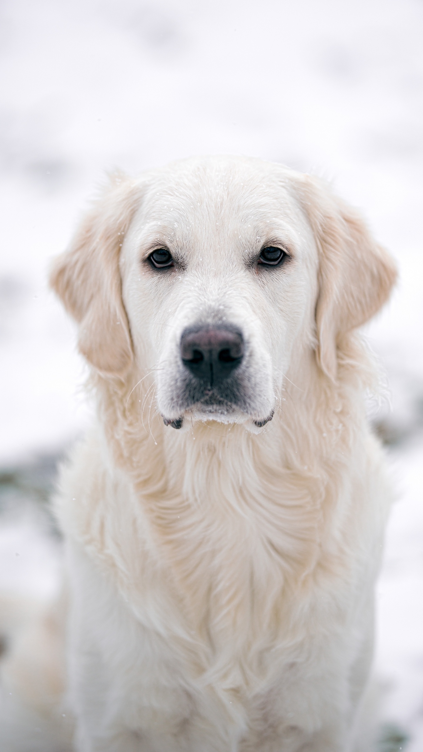 Labrador Retriever Amarillo Sobre Suelo Cubierto de Nieve Durante el Día. Wallpaper in 1440x2560 Resolution