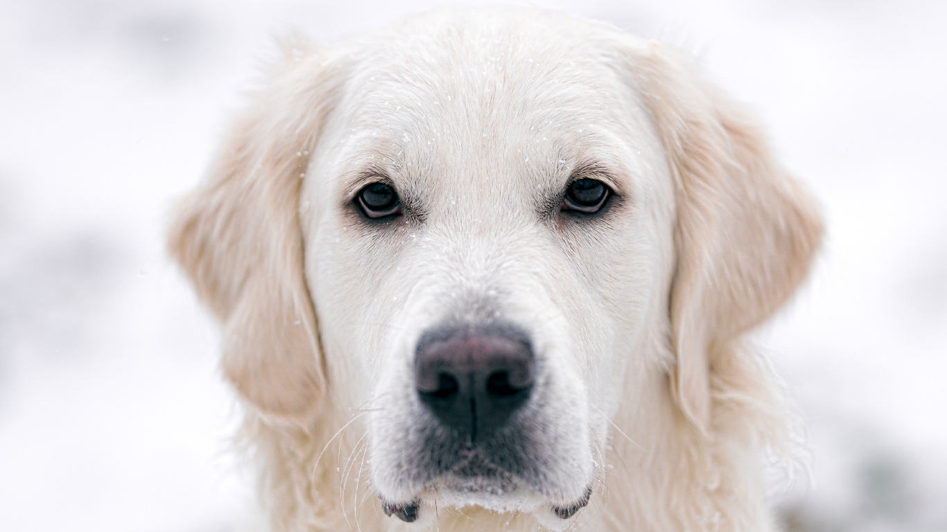 Yellow Labrador Retriever on Snow Covered Ground During Daytime. Wallpaper in 1366x768 Resolution