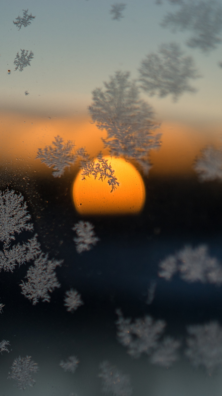 Baumsilhouette Bei Sonnenuntergang. Wallpaper in 750x1334 Resolution