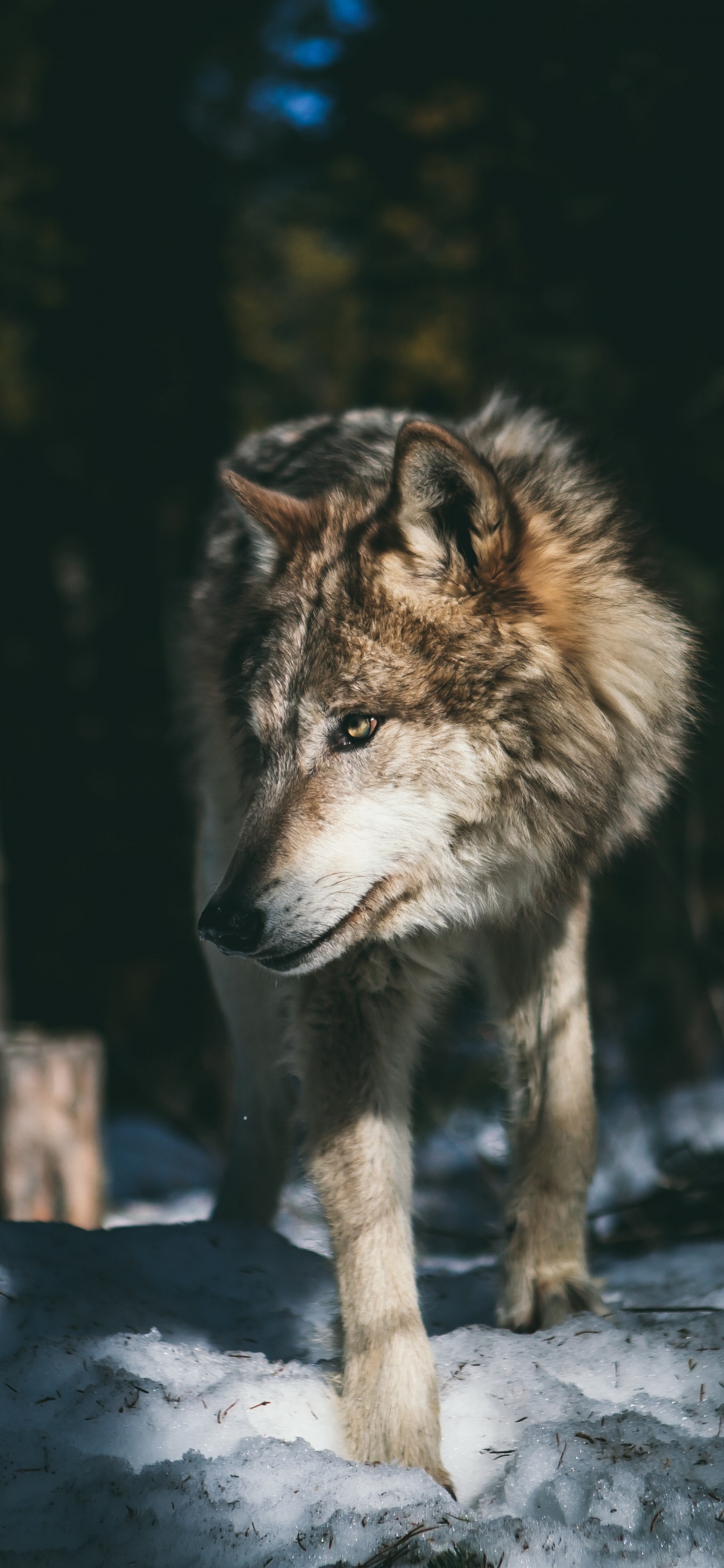 Wolf, Grauwolf-Ästhetik, Arctic Wolf, Siberian Husky, Nördlicher Rocky-Mountain-Wolf. Wallpaper in 1242x2688 Resolution