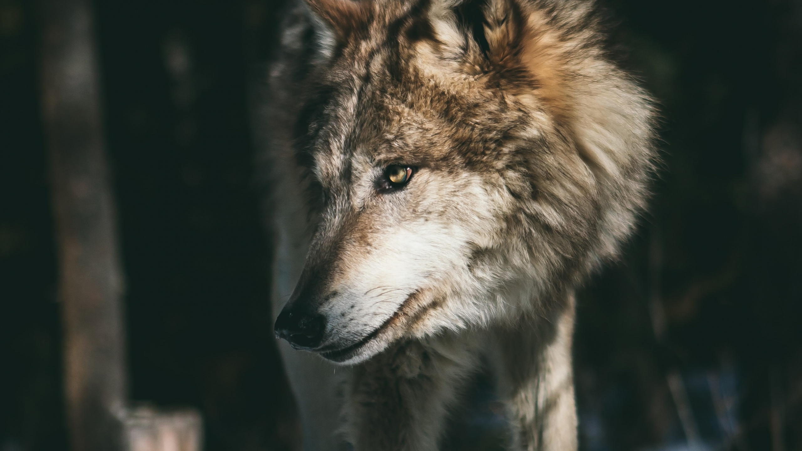 Wolf, Grey Wolf Aesthetic, Arctic Wolf, Siberian Husky, Northern Rocky Mountain Wolf. Wallpaper in 2560x1440 Resolution