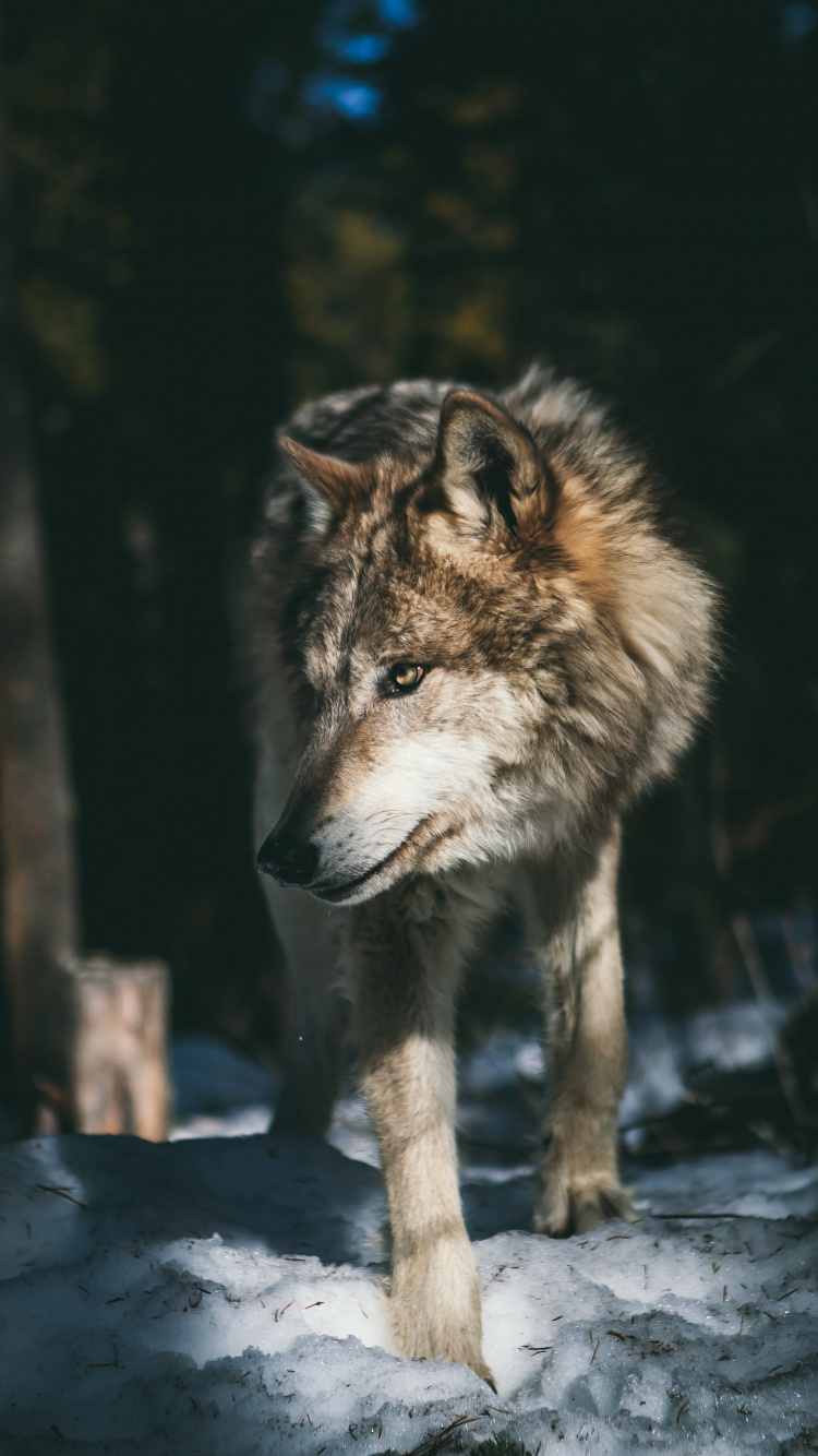 Wolf, Grey Wolf Aesthetic, Arctic Wolf, Siberian Husky, Northern Rocky Mountain Wolf. Wallpaper in 750x1334 Resolution