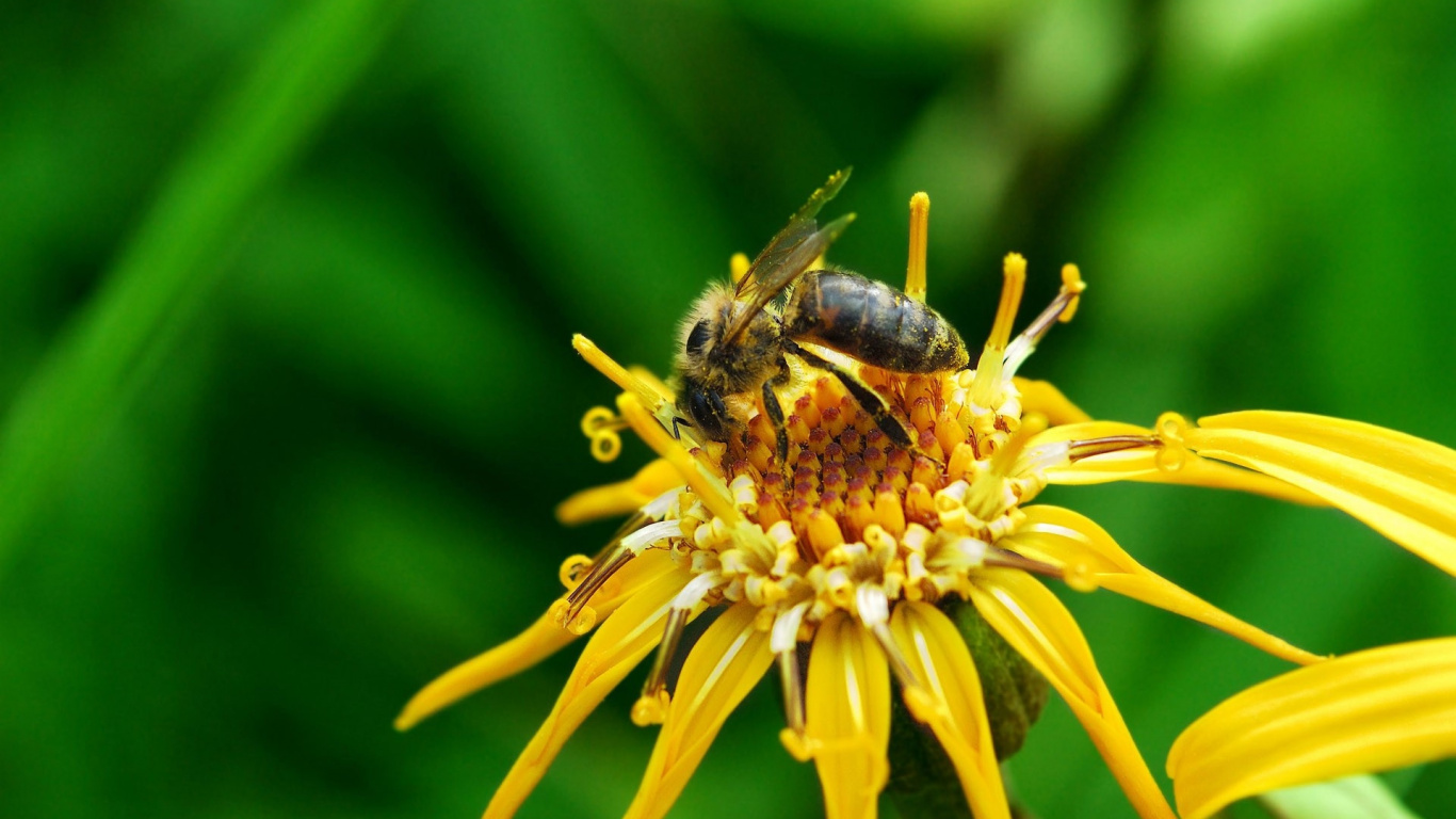 Schwarze Und Gelbe Biene Auf Gelber Blume. Wallpaper in 1366x768 Resolution