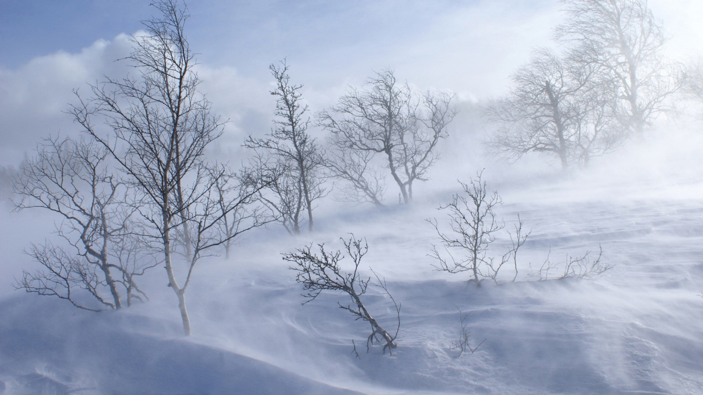 Arbres Nus Sur un Sol Couvert de Neige Sous un Ciel Nuageux Blanc Pendant la Journée. Wallpaper in 1366x768 Resolution